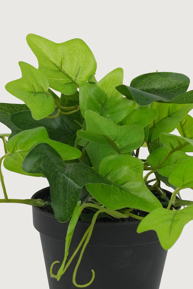 Ivy Bush in Black Planter