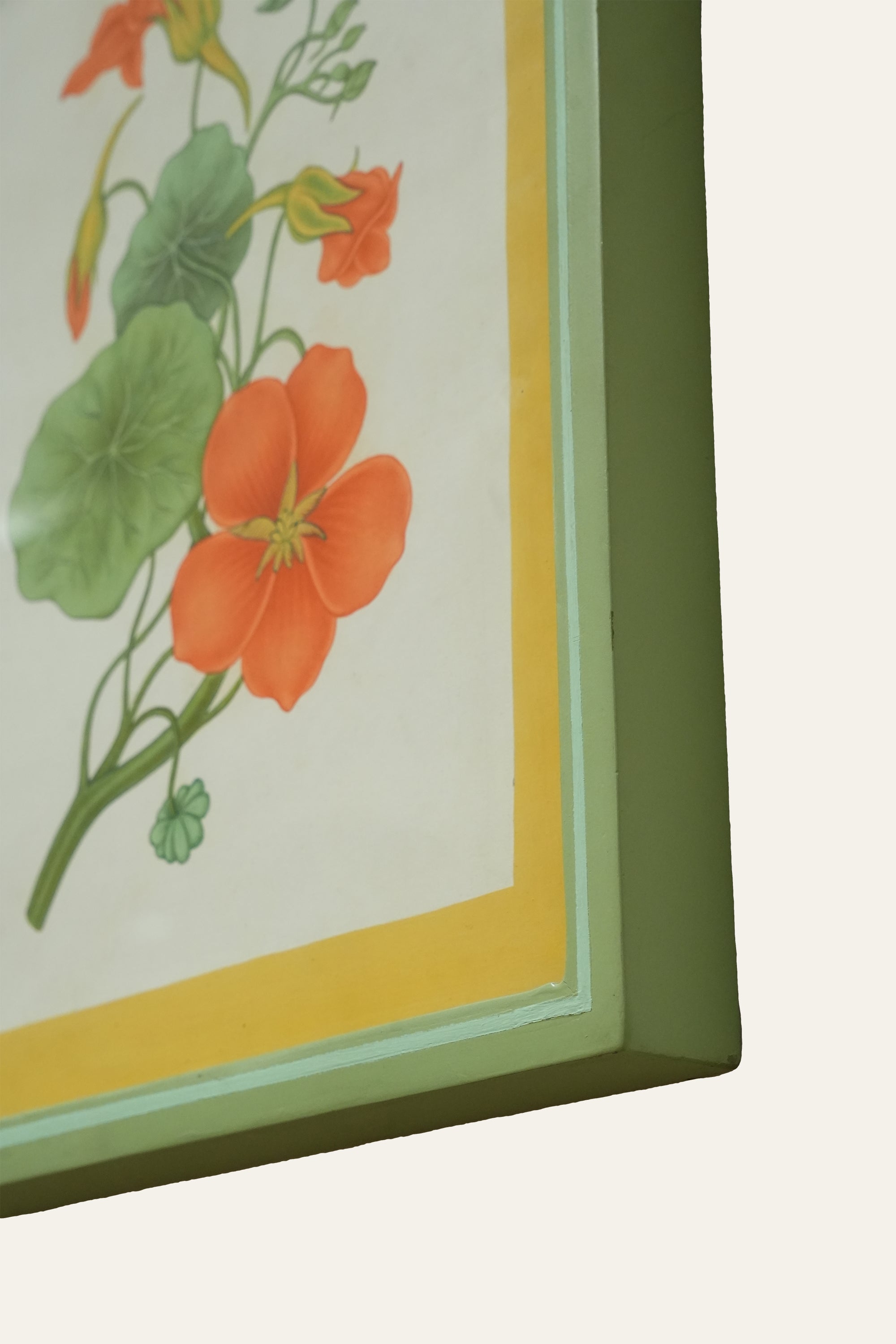 Indian Cress Botanical Art