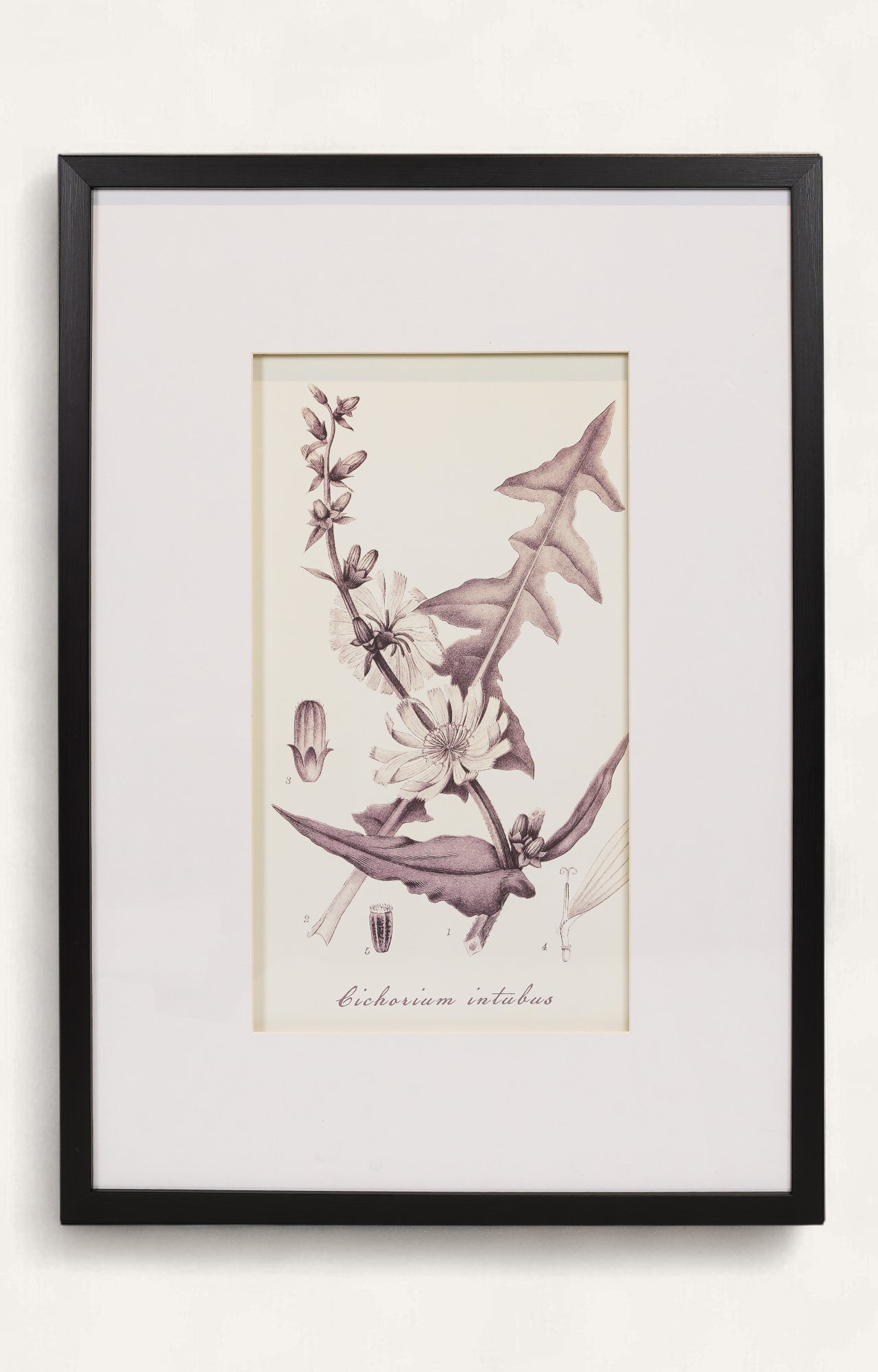 Monochrome Style Botanical Print - Set Of 4