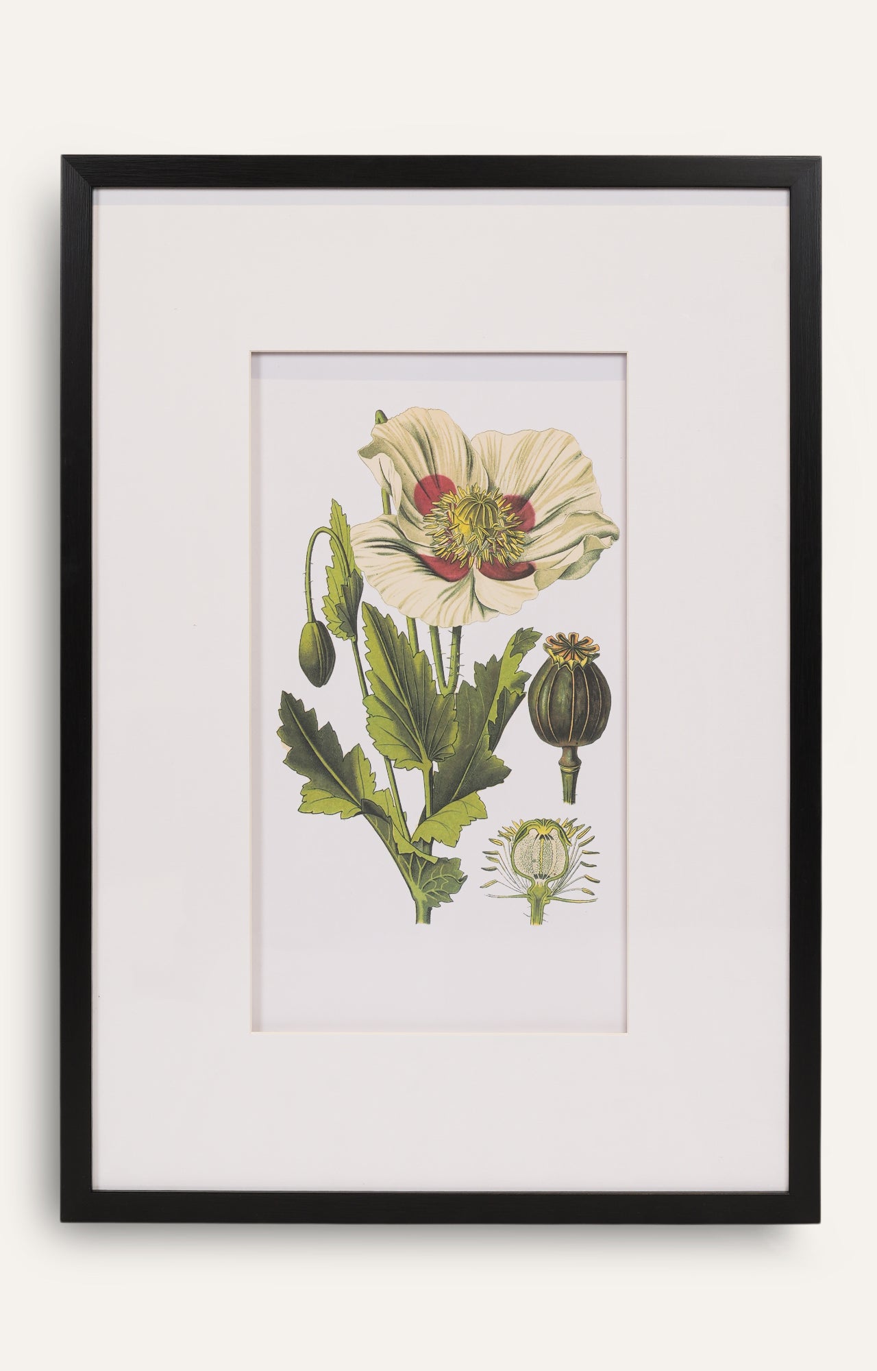 Botanical Wall Art - Set Of 4