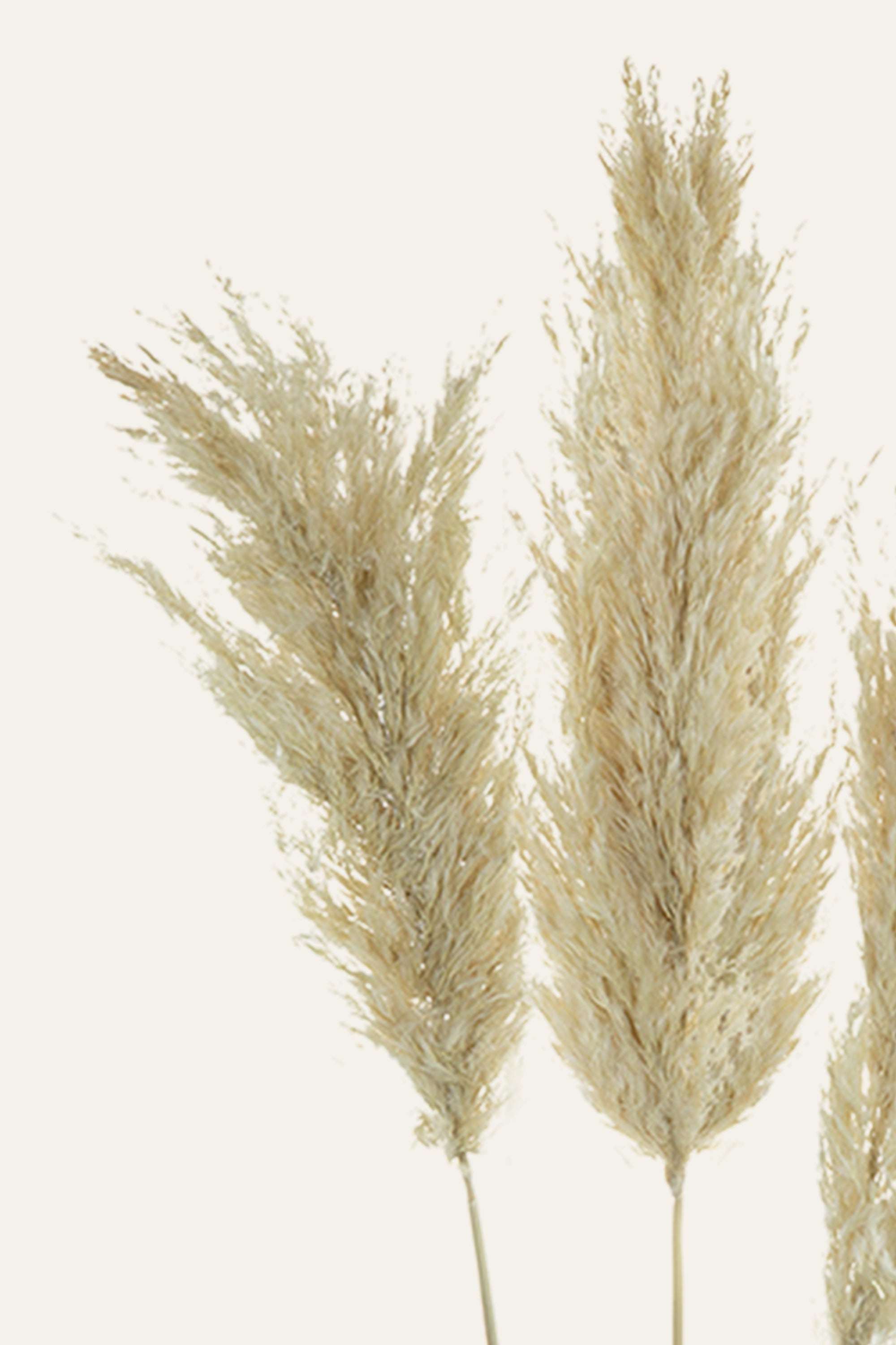 Dried Pampas Grass Stems – Set of 3 Decorative Plumes