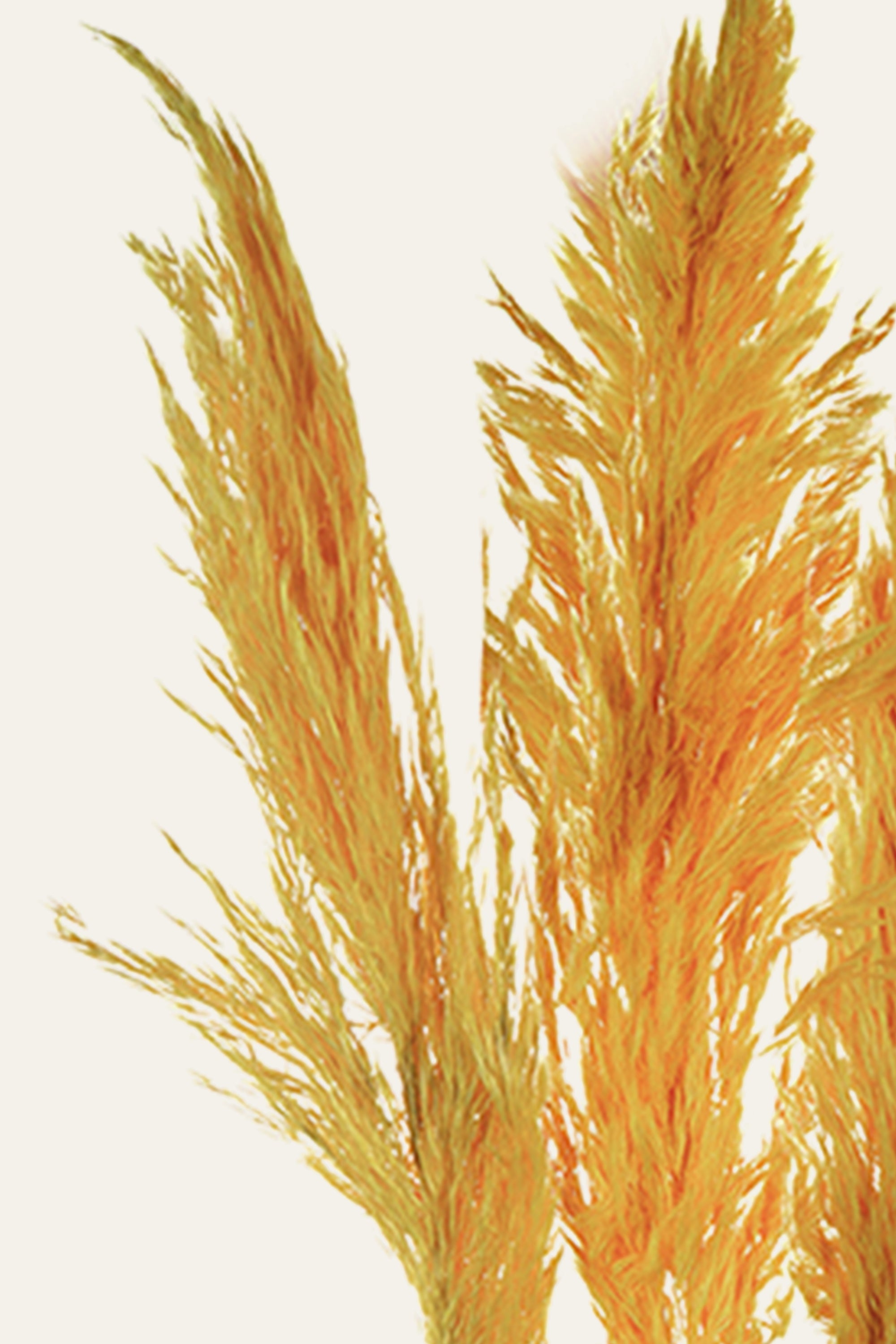 Orange Pampas Grass Stems – Set of 3 Decorative Plumes