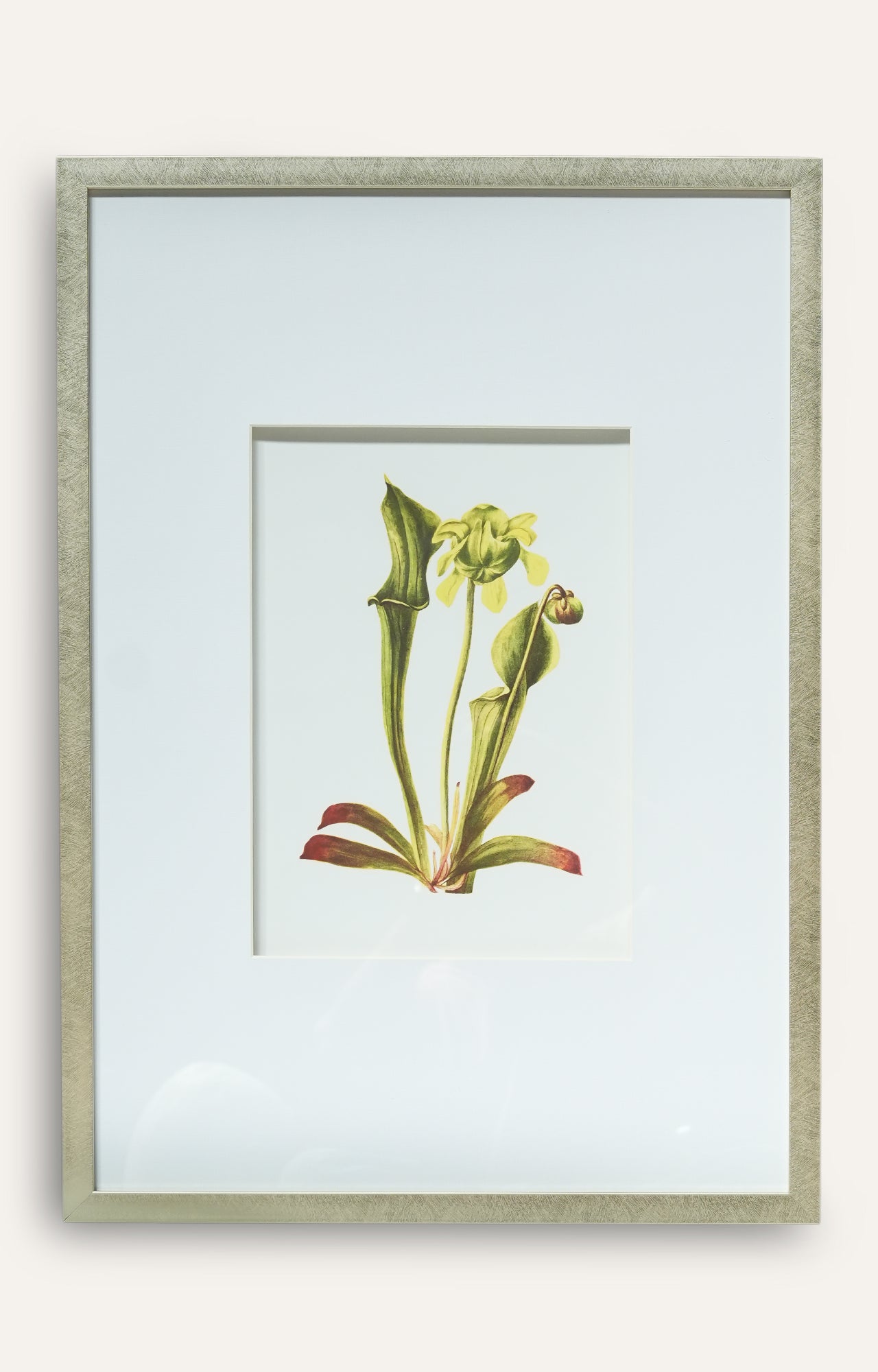 Pitcher Plant Botanical Prints - Set Of 4