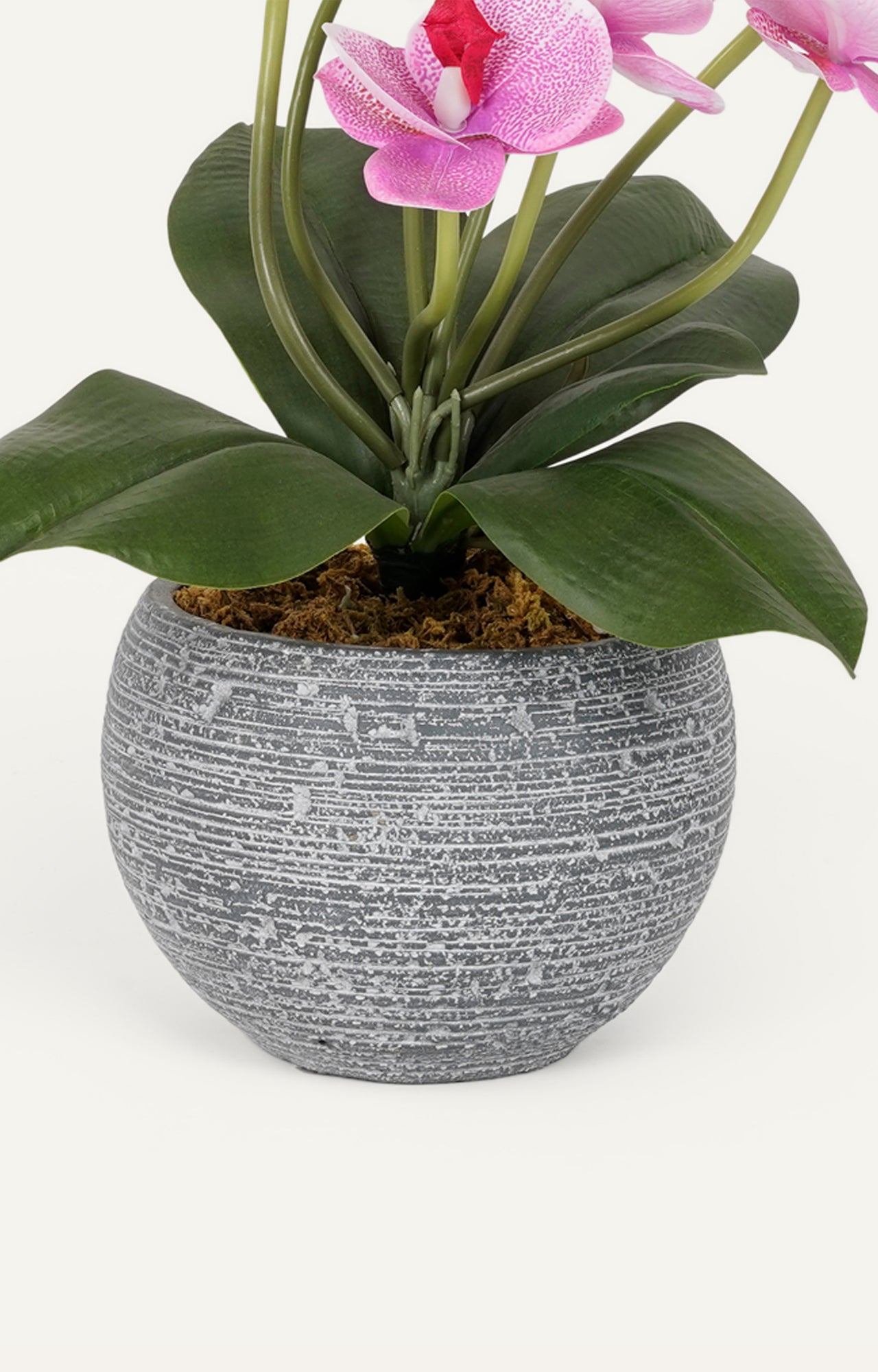 Grey Ceramic Vases with Echeveria Succulents