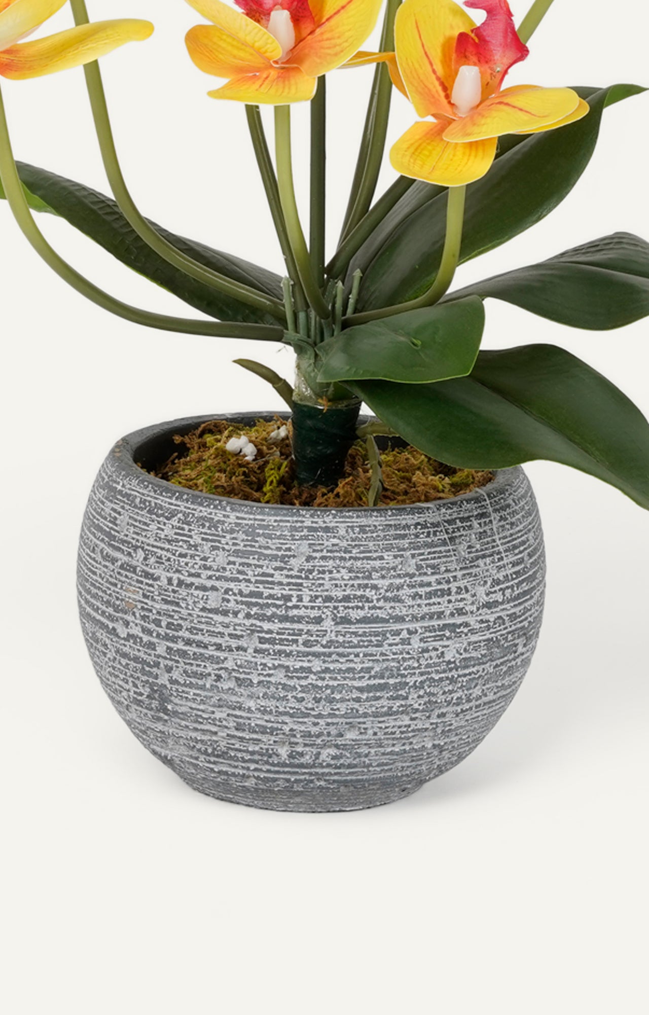 Grey Ceramic Vases with Echeveria Succulents