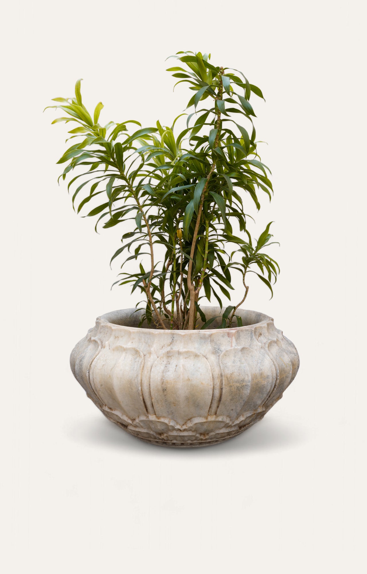 White Marble Lotus Leaf Planter