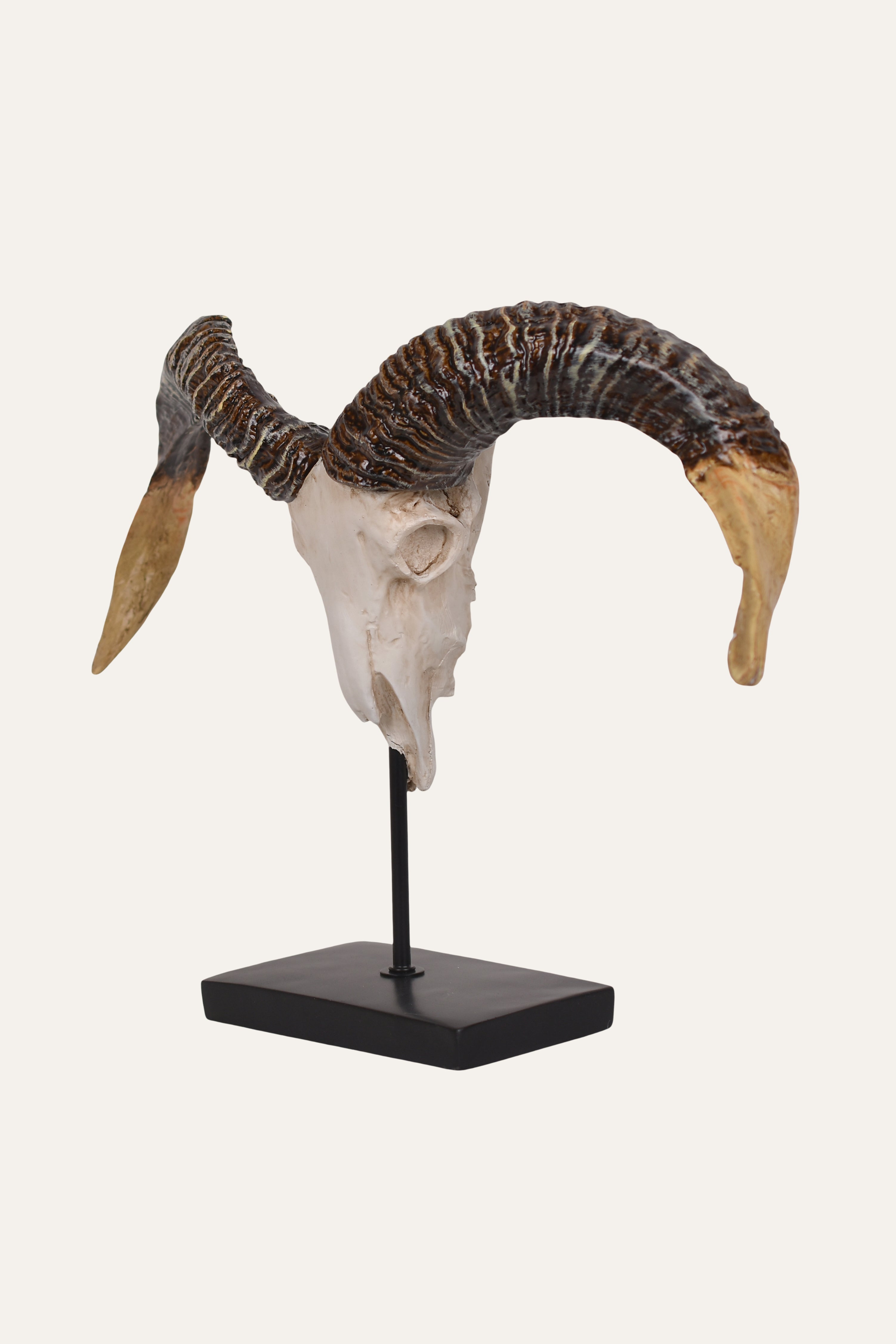 Wide-Horn Ram Skull