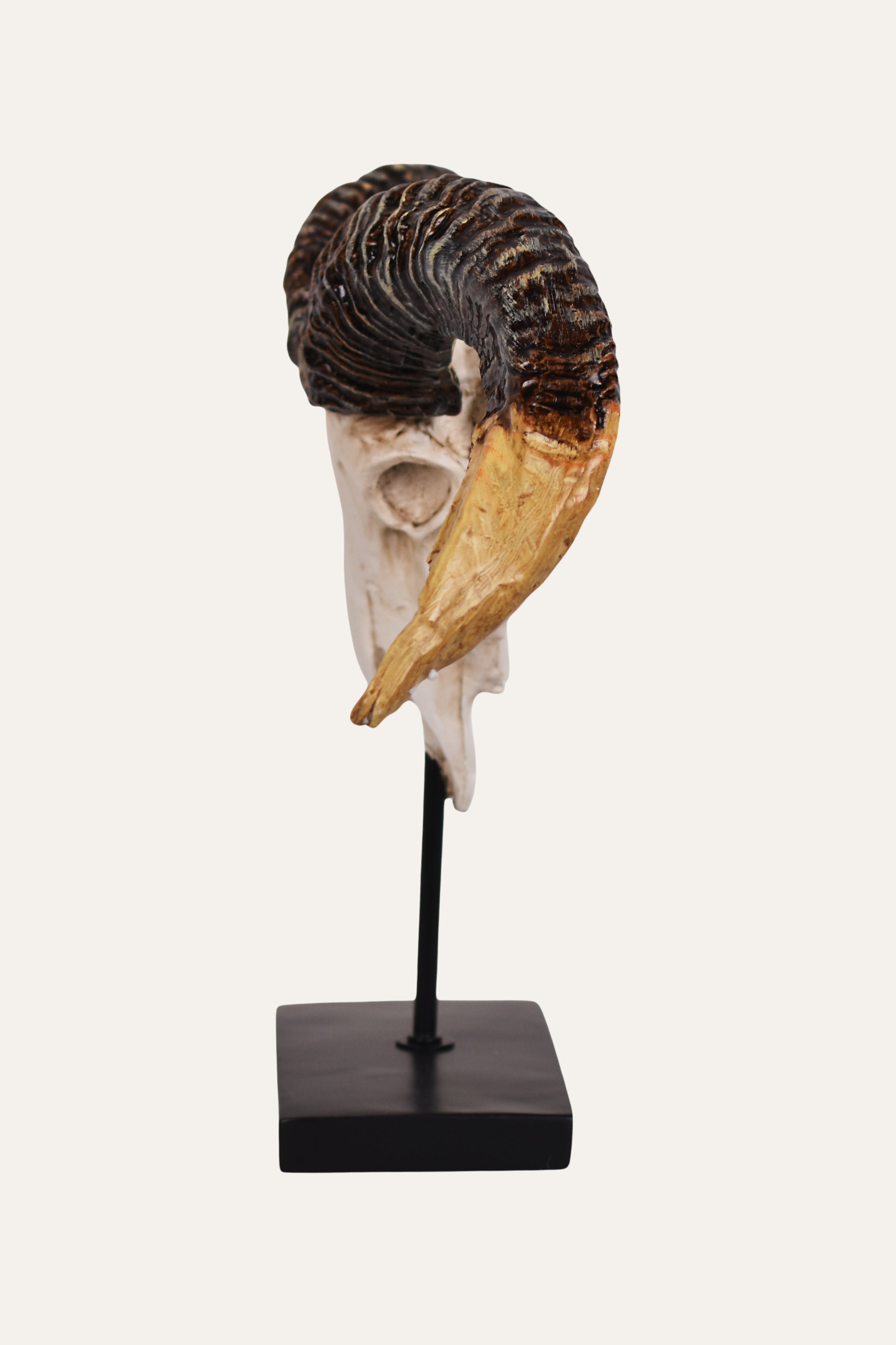 Skull with large horns