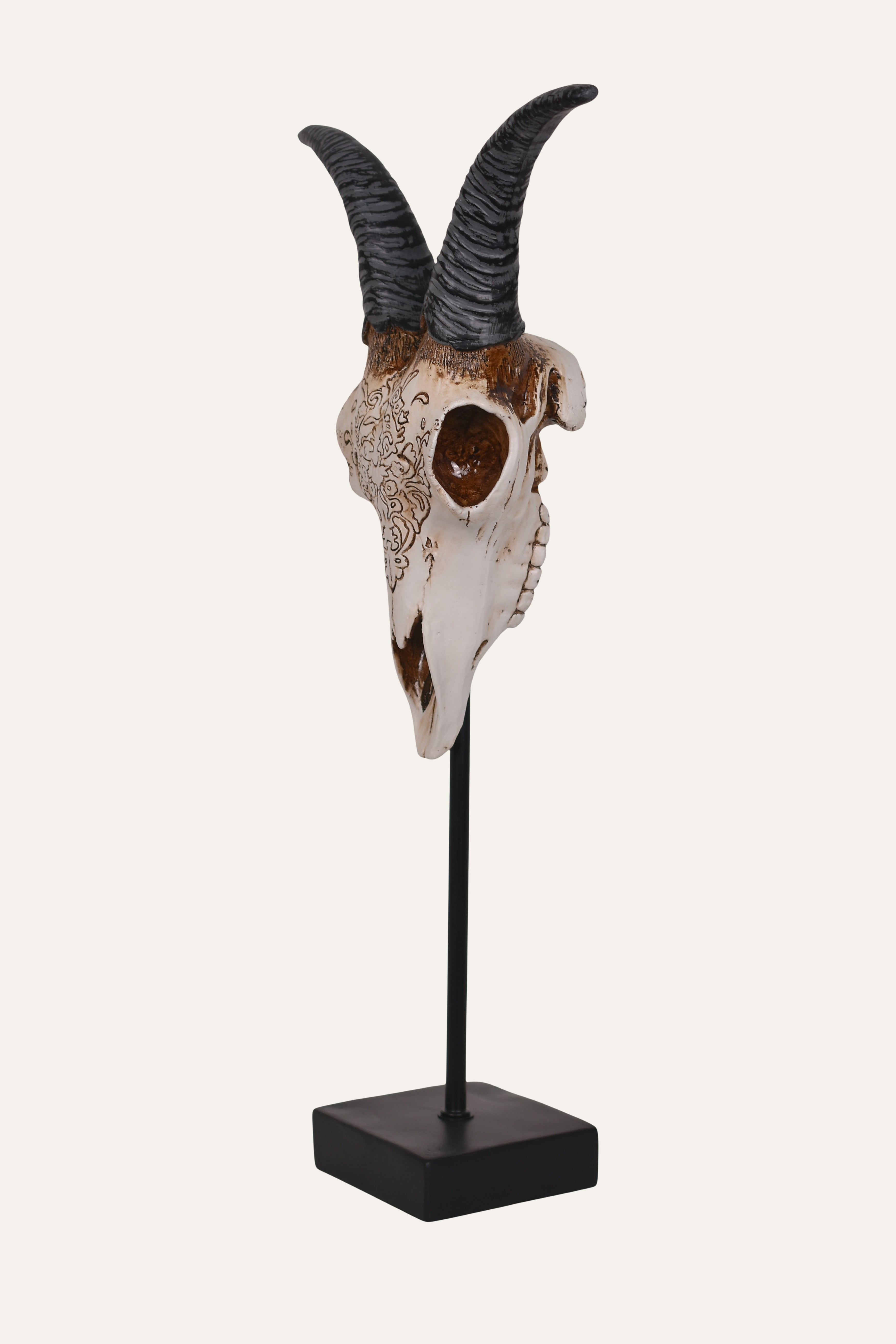 Goat skull with horns