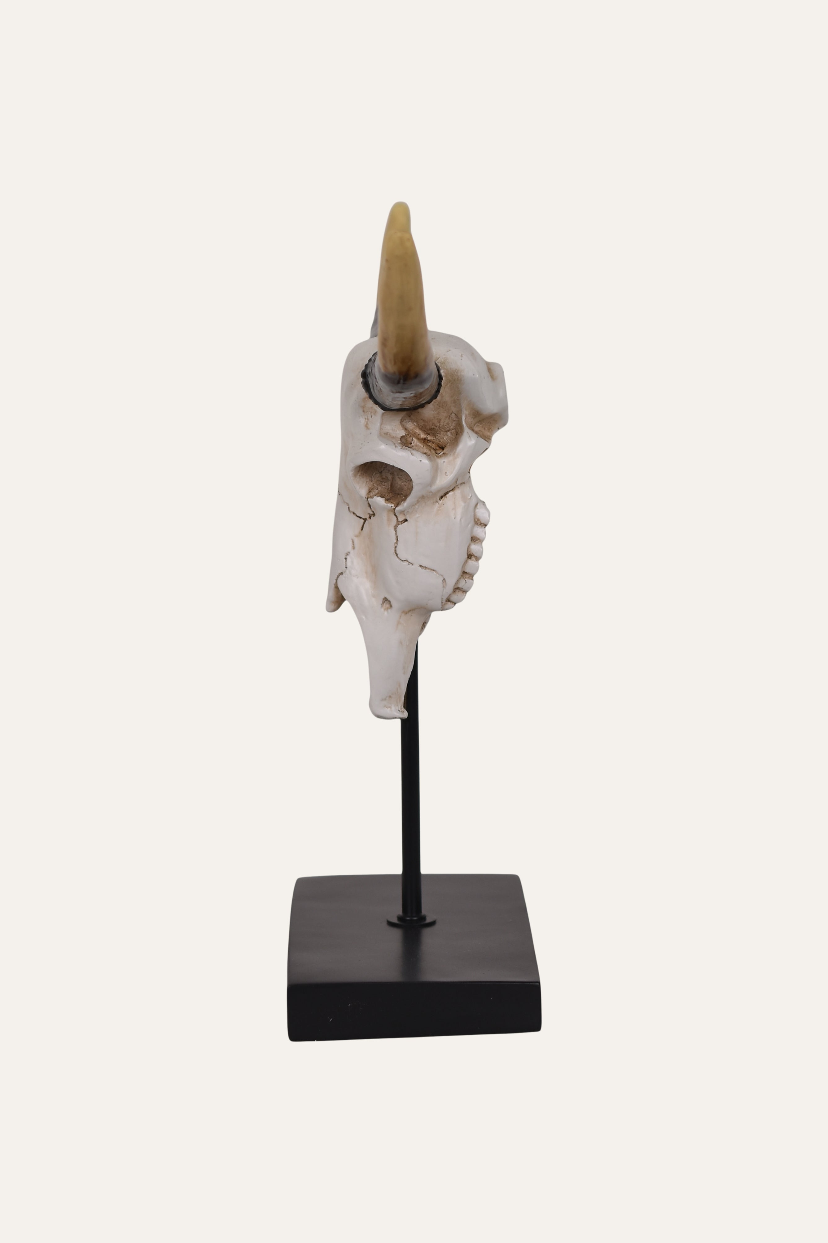 Sculpture of Longhorn Skull