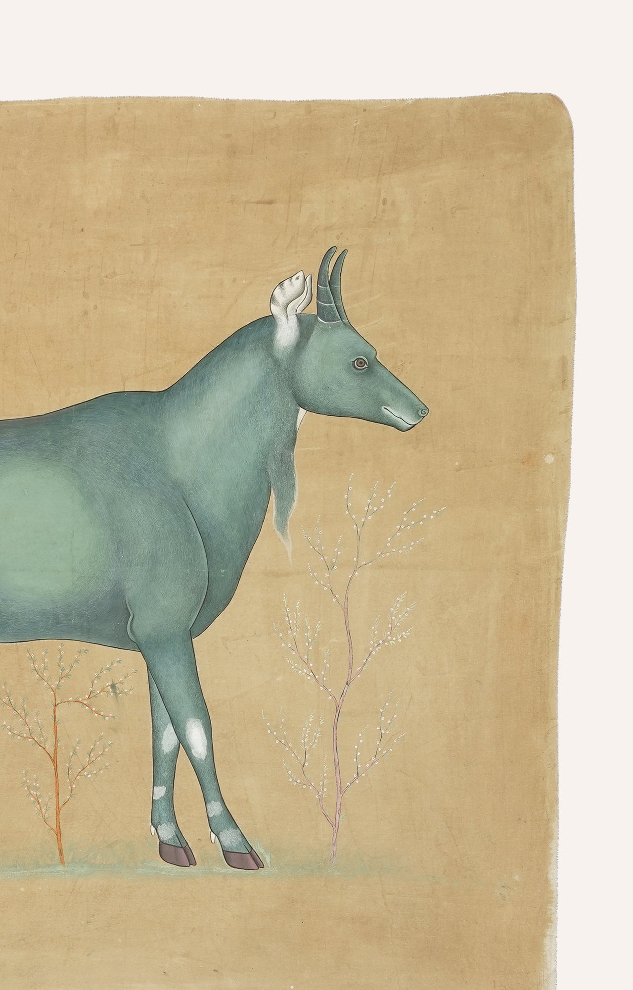 A blackbuck nilgai_detailed