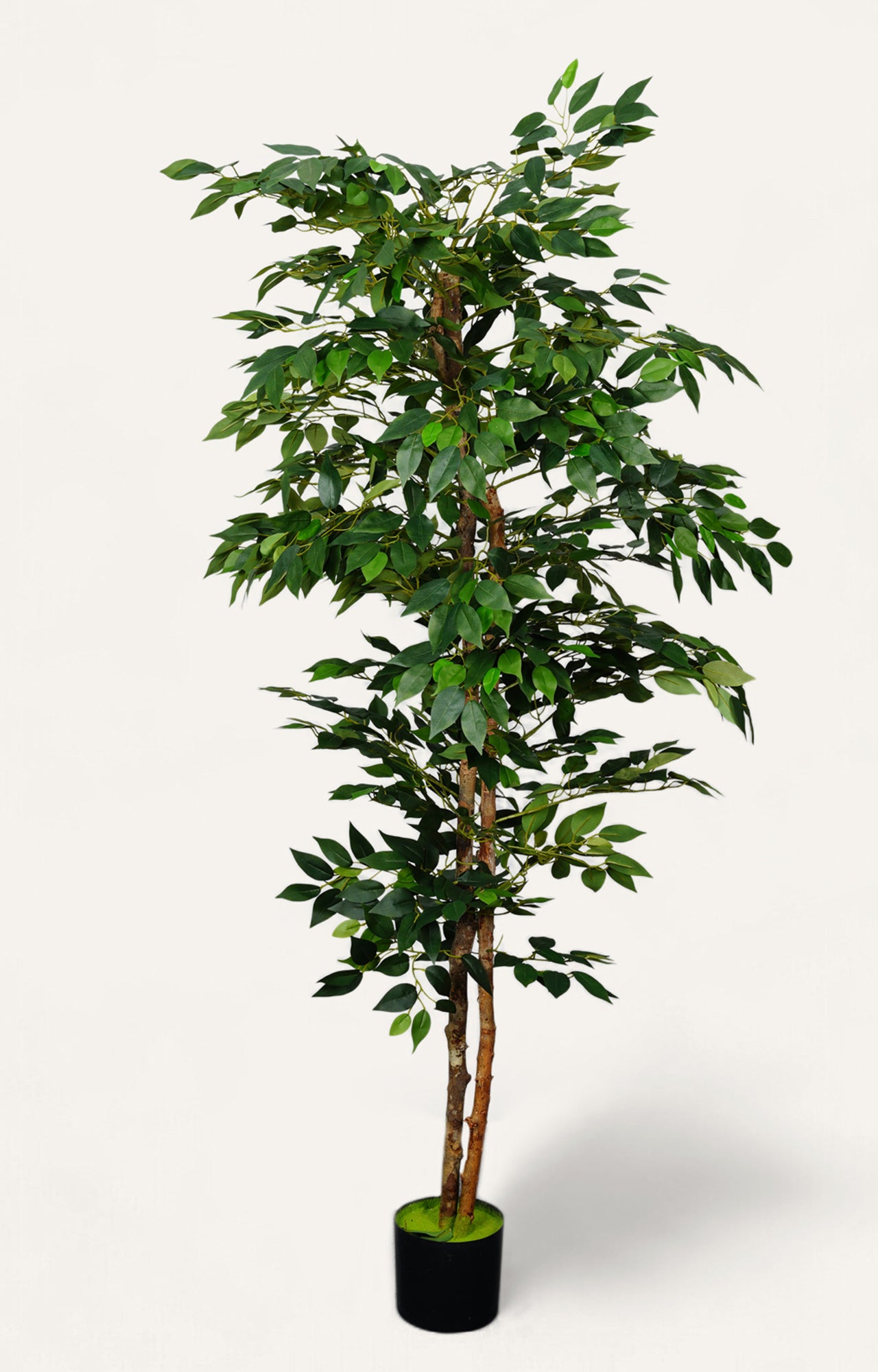 Artificial Ficus Tree – 6 Feet