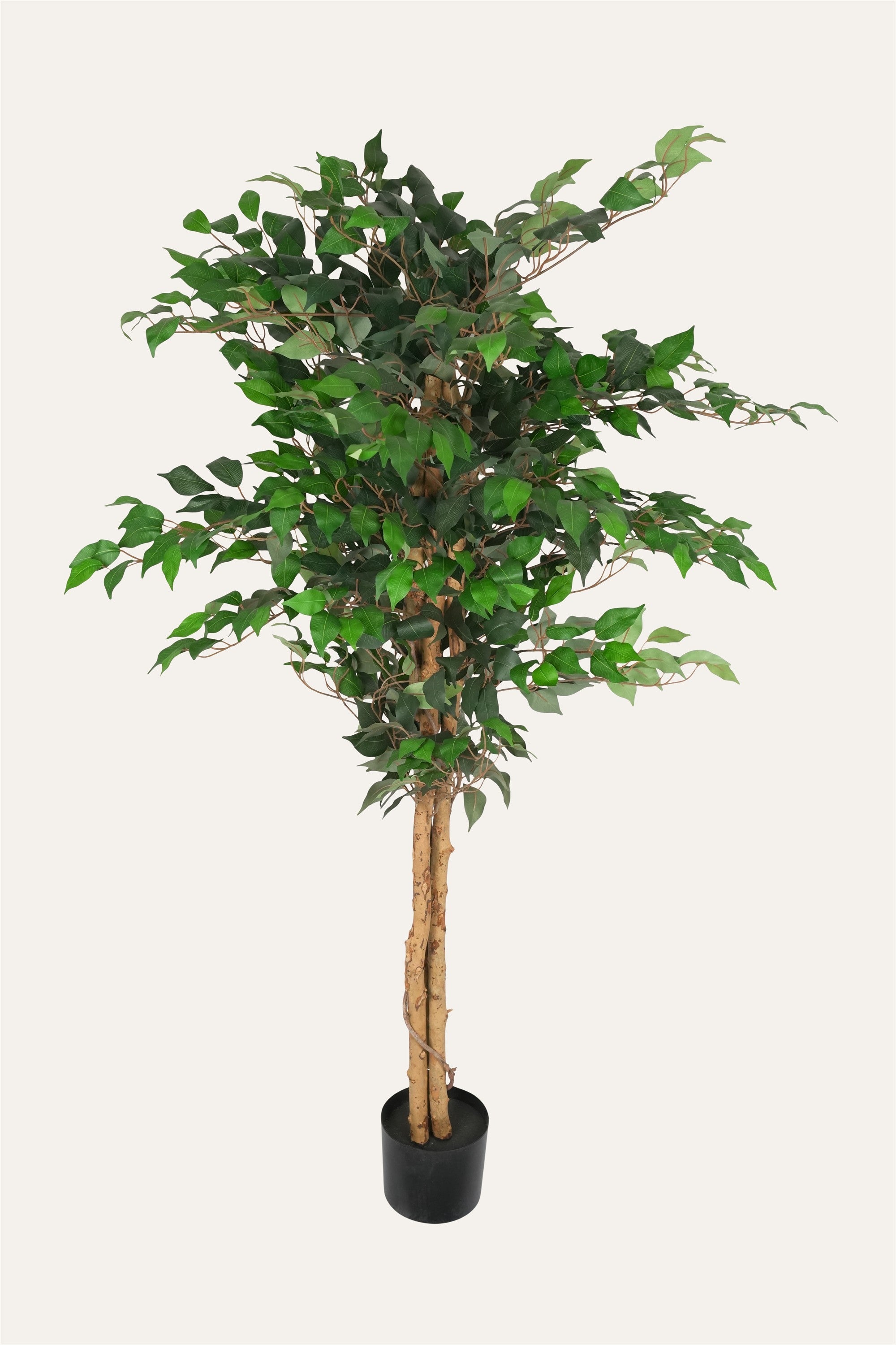 Artificial indoor ficus greenery