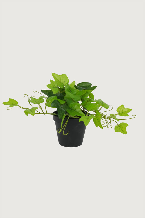 Ivy Bush in Black Planter