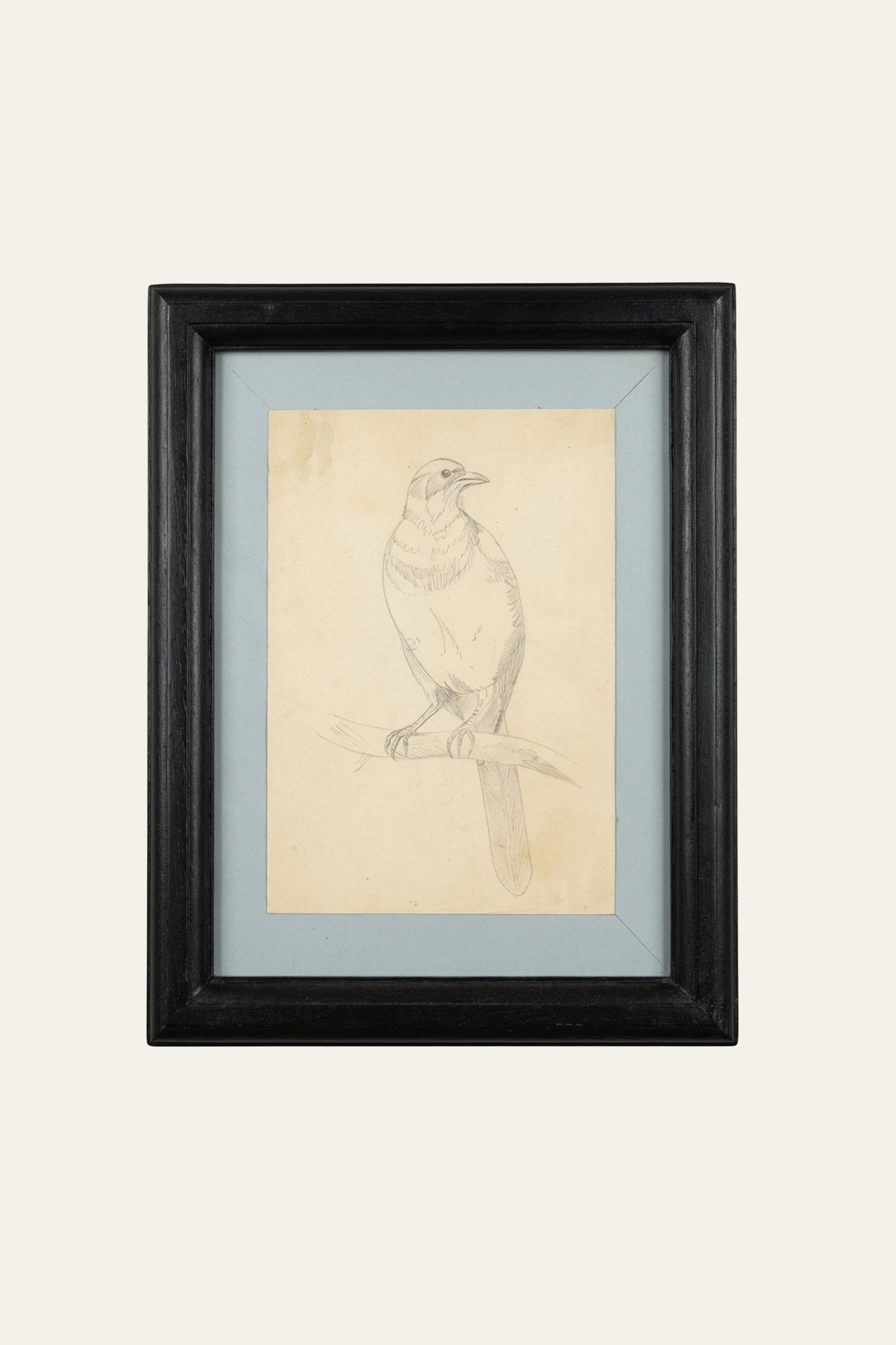 Bird on Branch Pencil Sketch