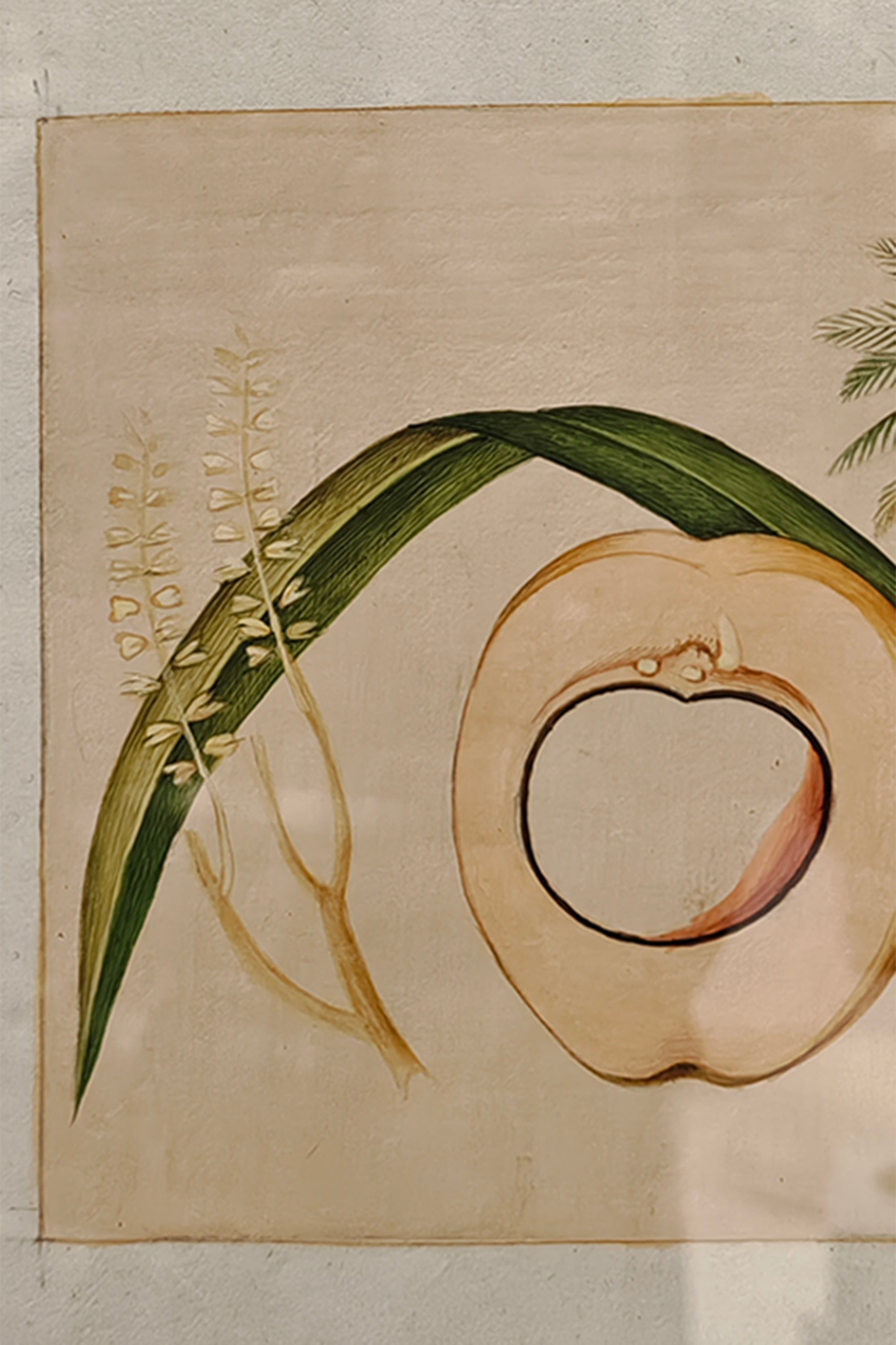 Coconut Tree Botanical Wall Art