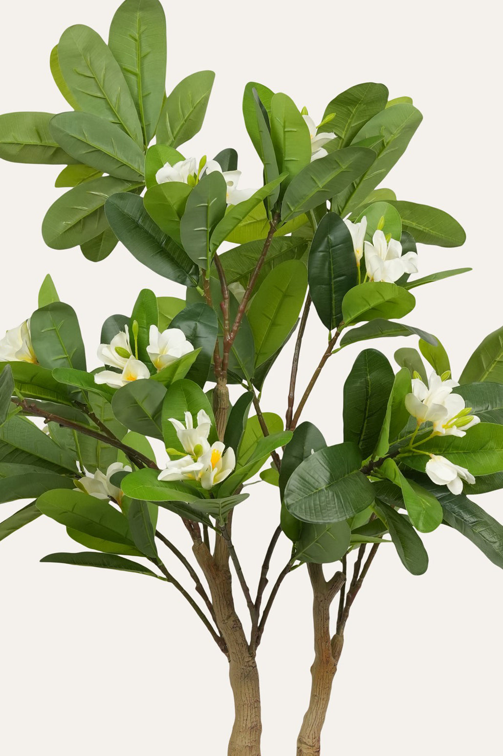 Zen Temple Champa Tree