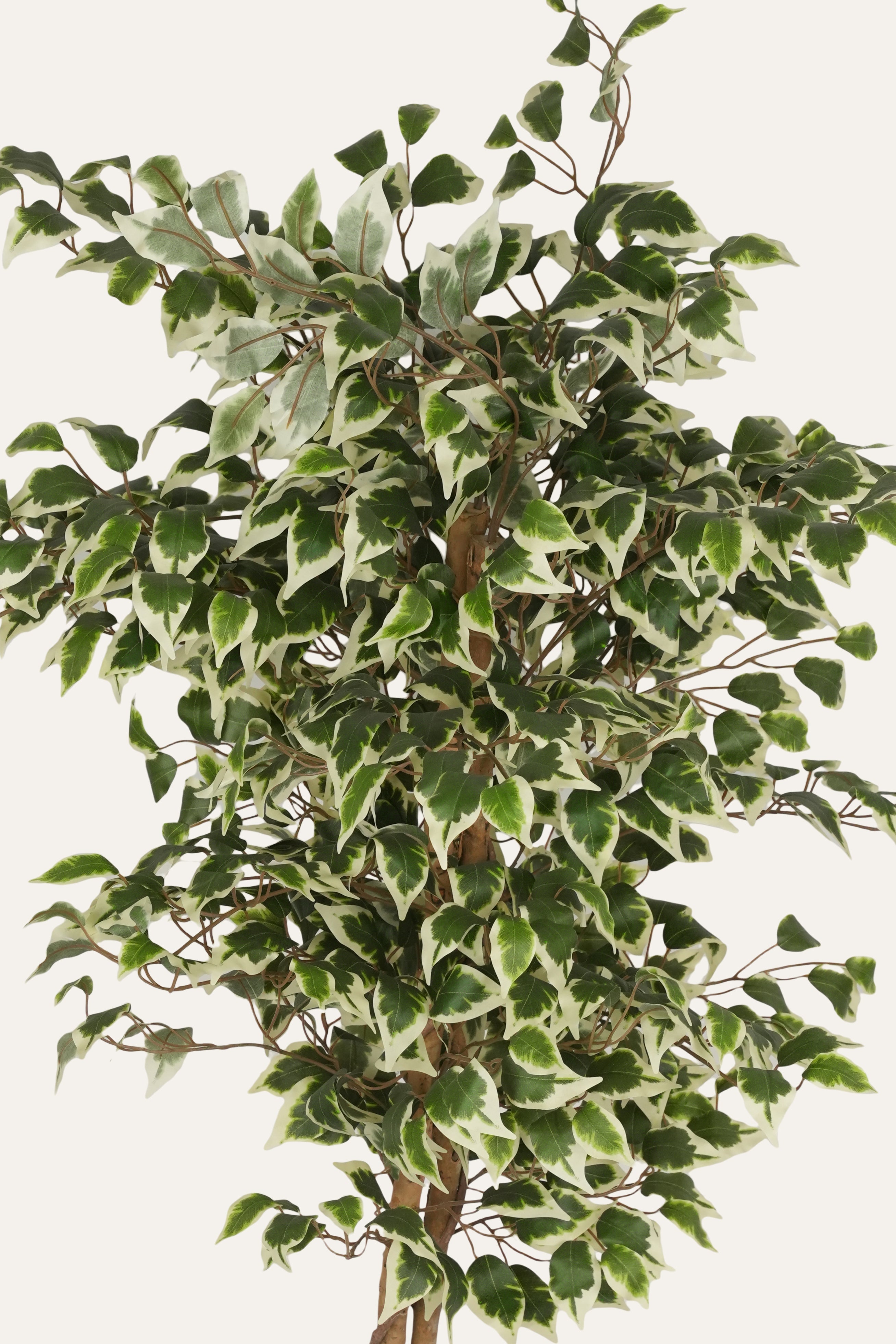 Variegated Ficus Plant