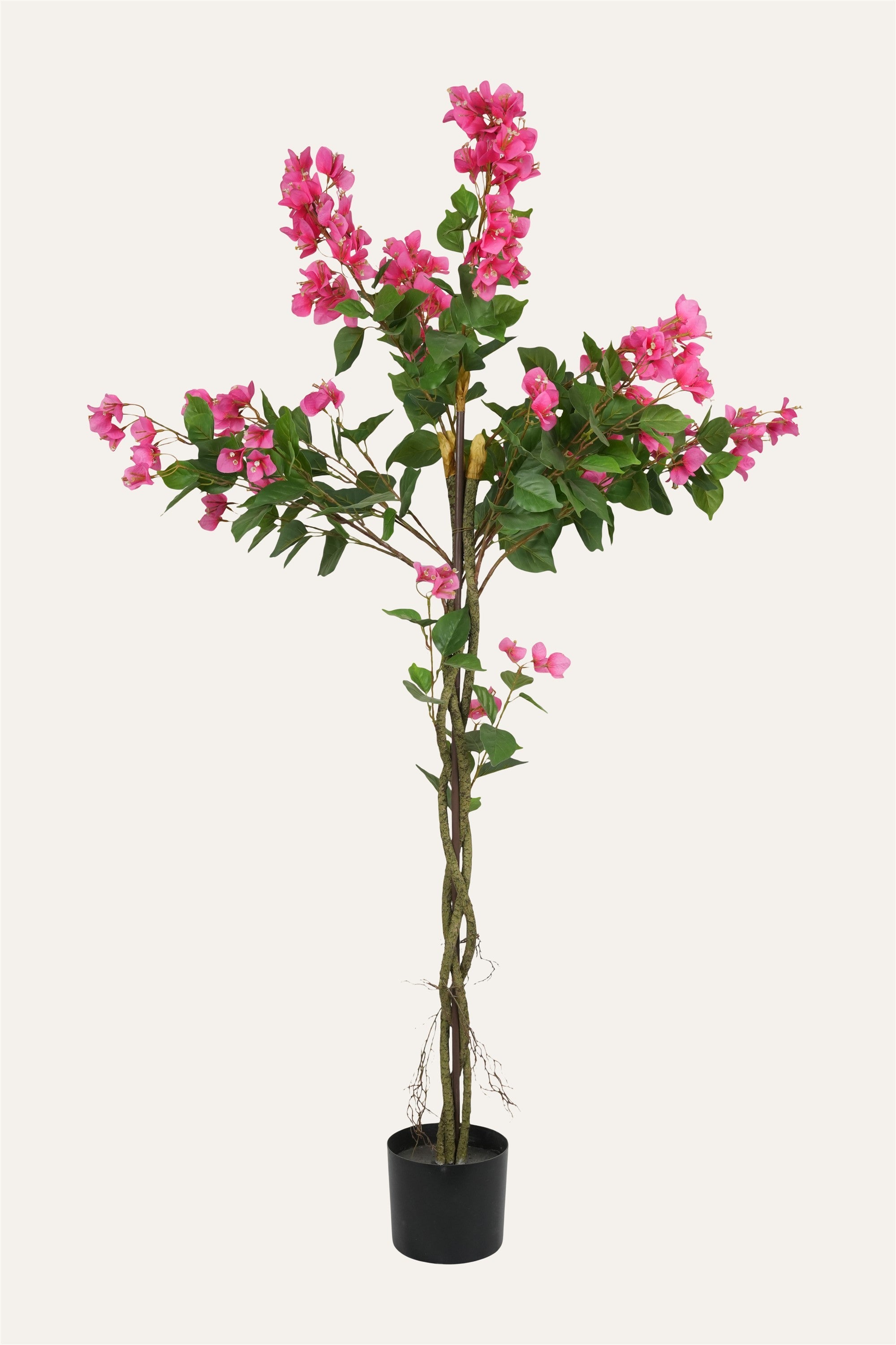Blush Bloom Bougainvillea