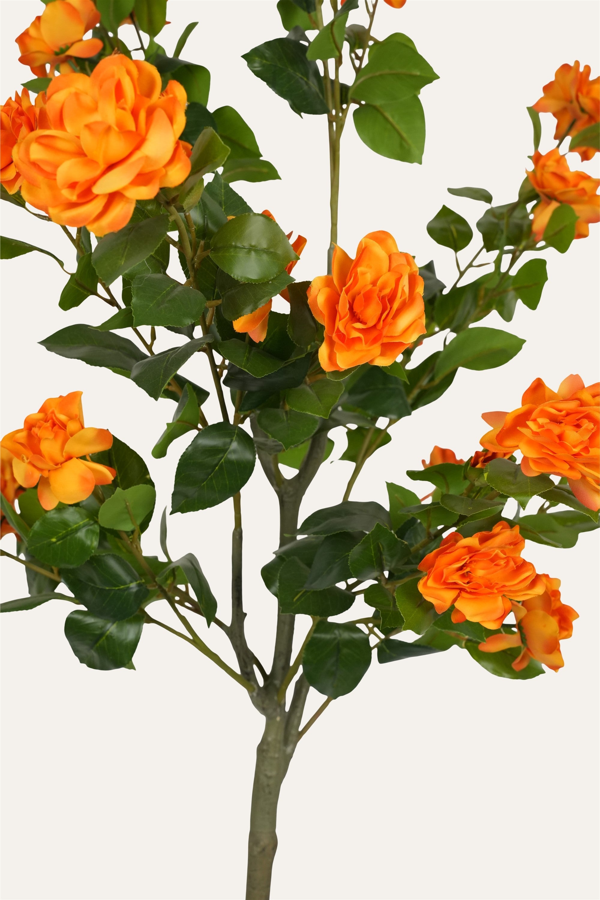 Vibrant Orange Rose Plant