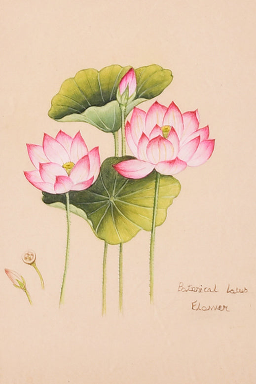 Pink Lotus Miniature Painting