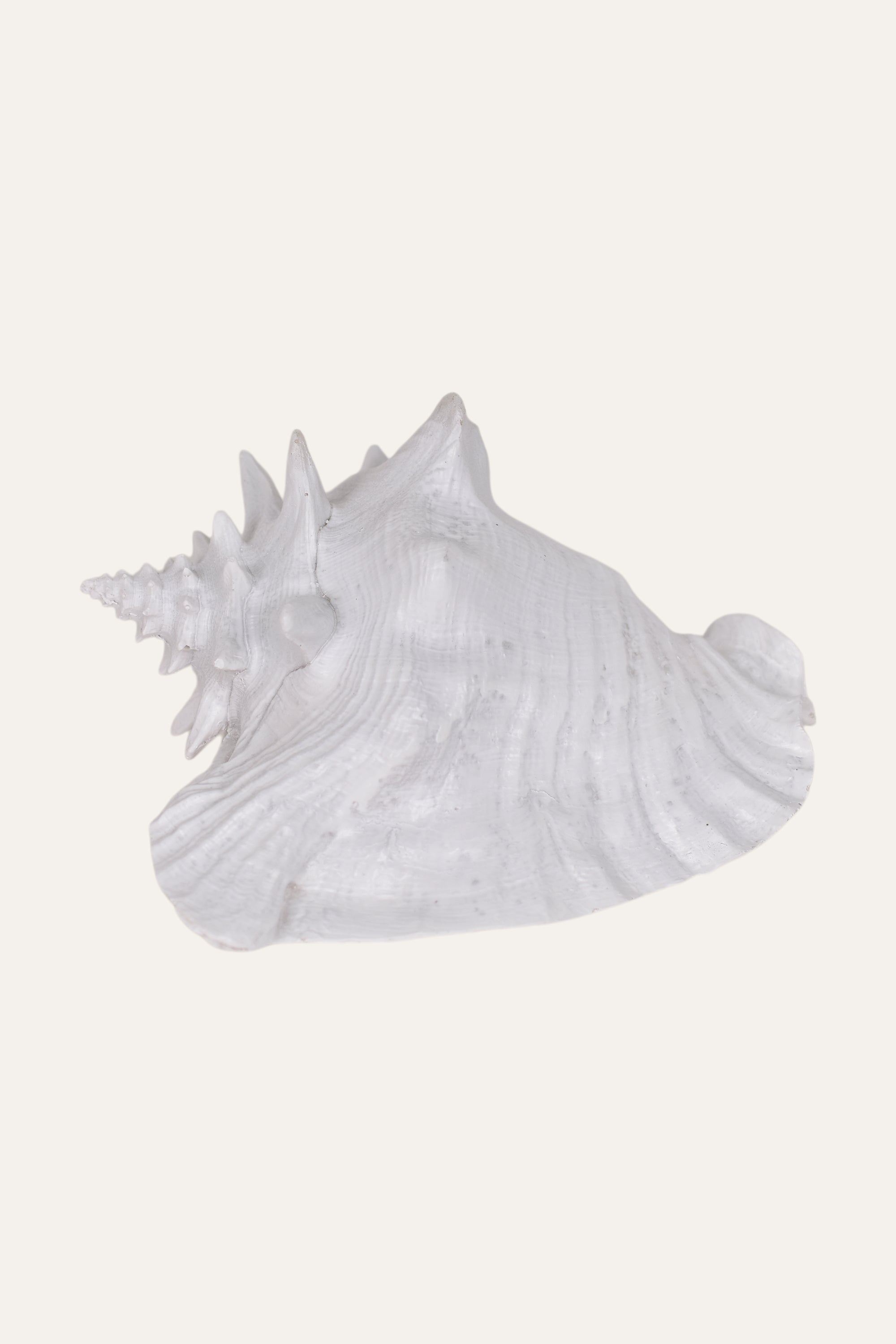 Decorative White Resin Conch Shell Sculpture Coastal Table Décor