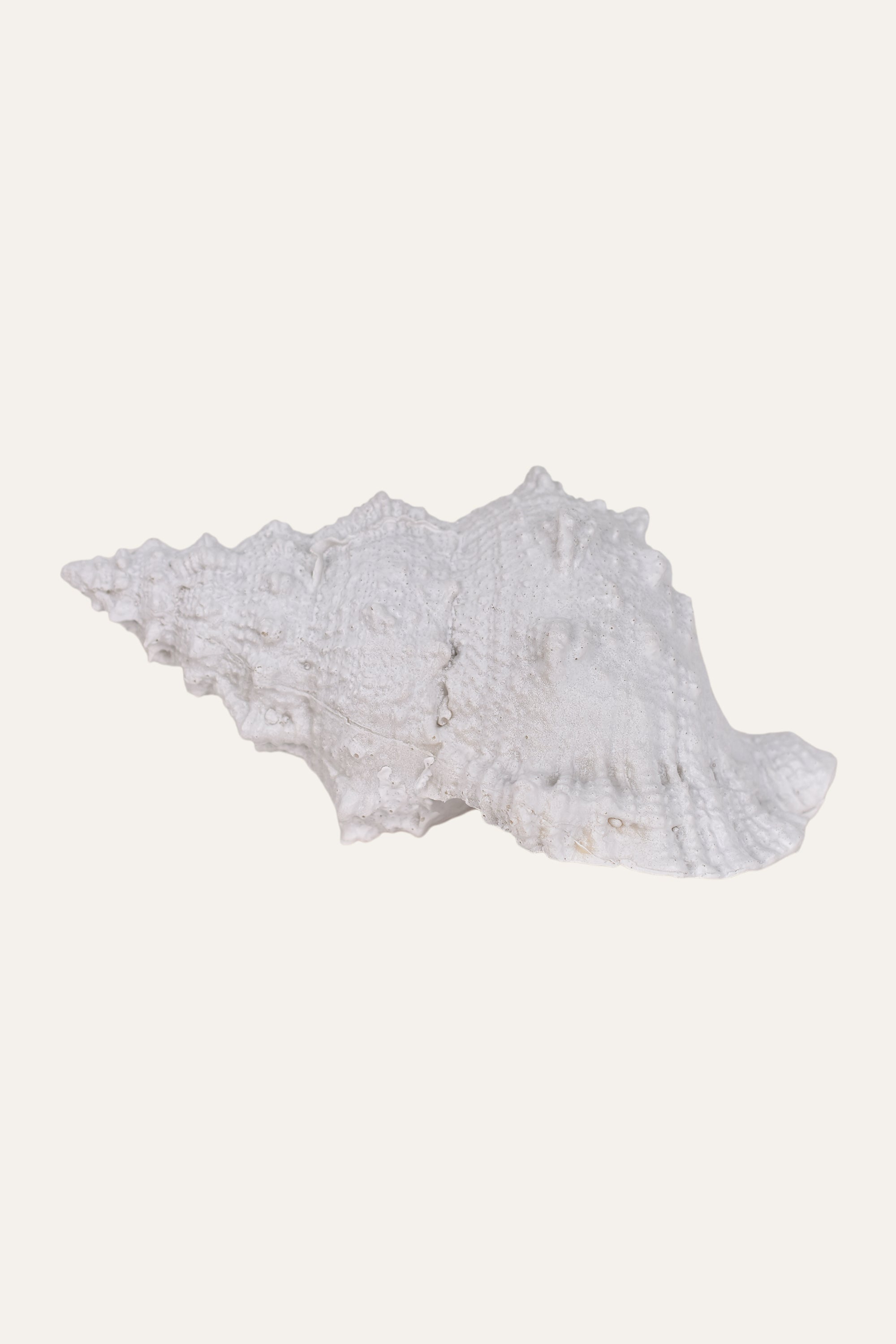 Decorative White Resin Sea Shell Sculpture Coastal Table Décor