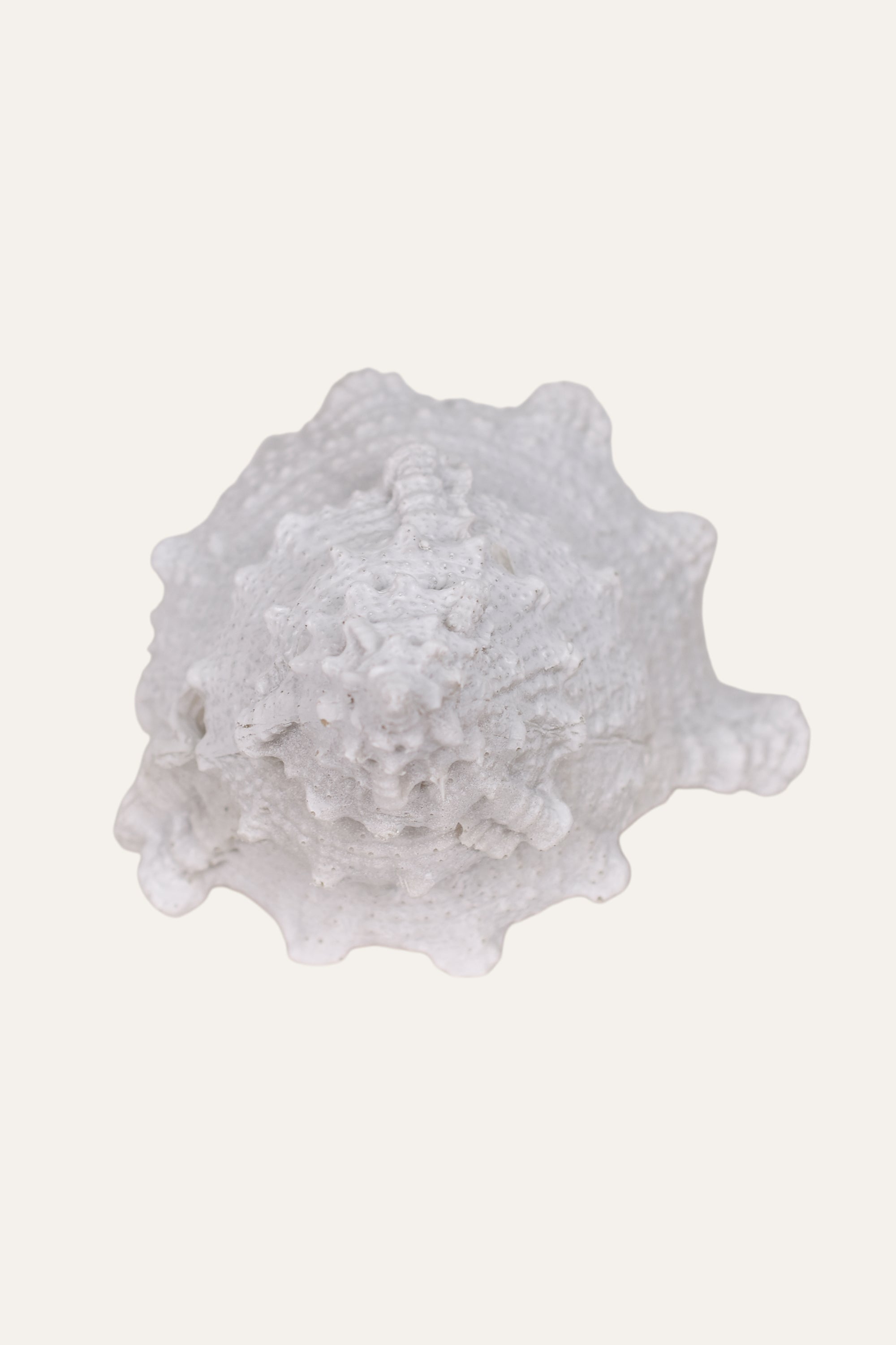 Decorative White Resin Sea Shell Sculpture Coastal Table Décor