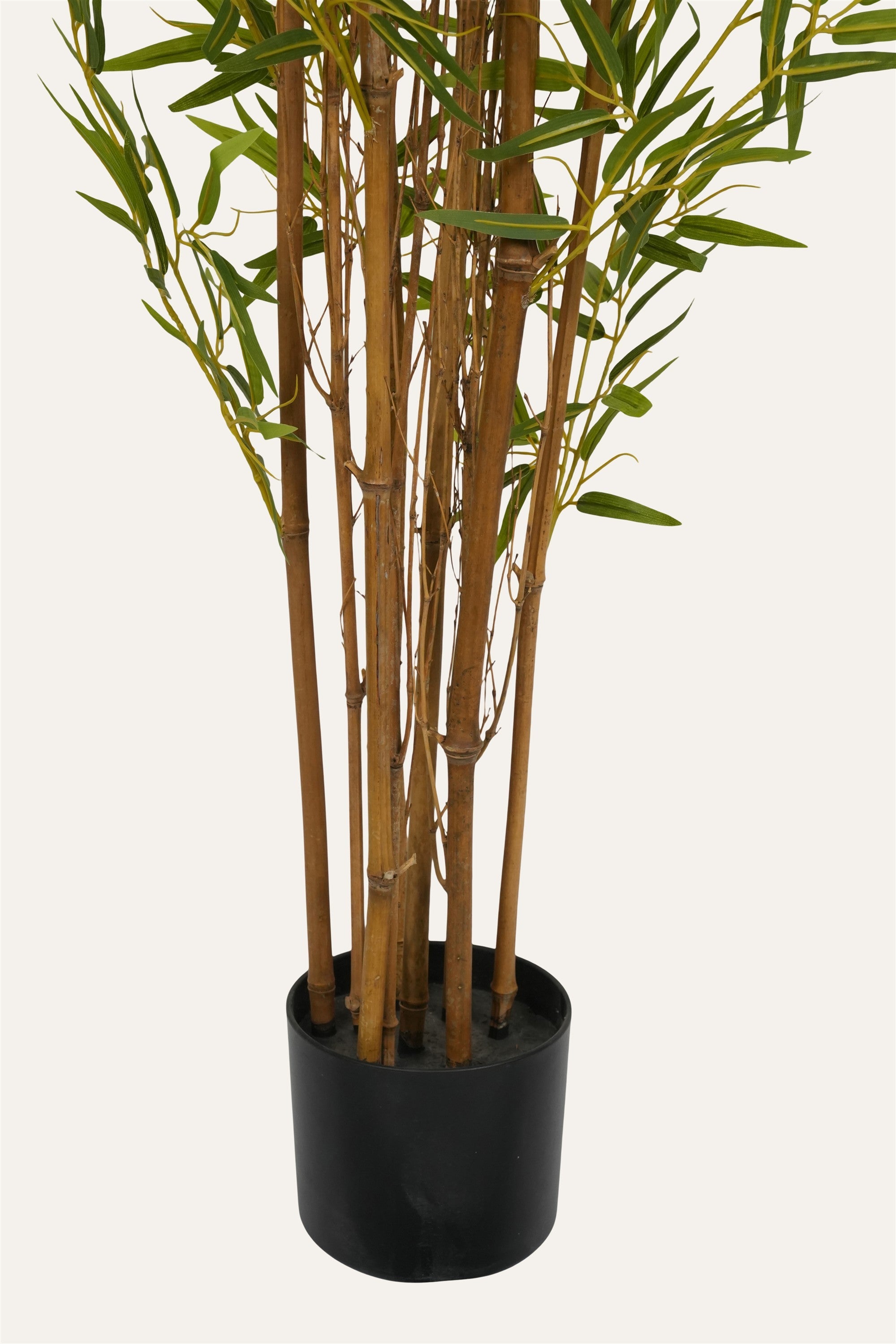 Decorative indoor bamboo plant