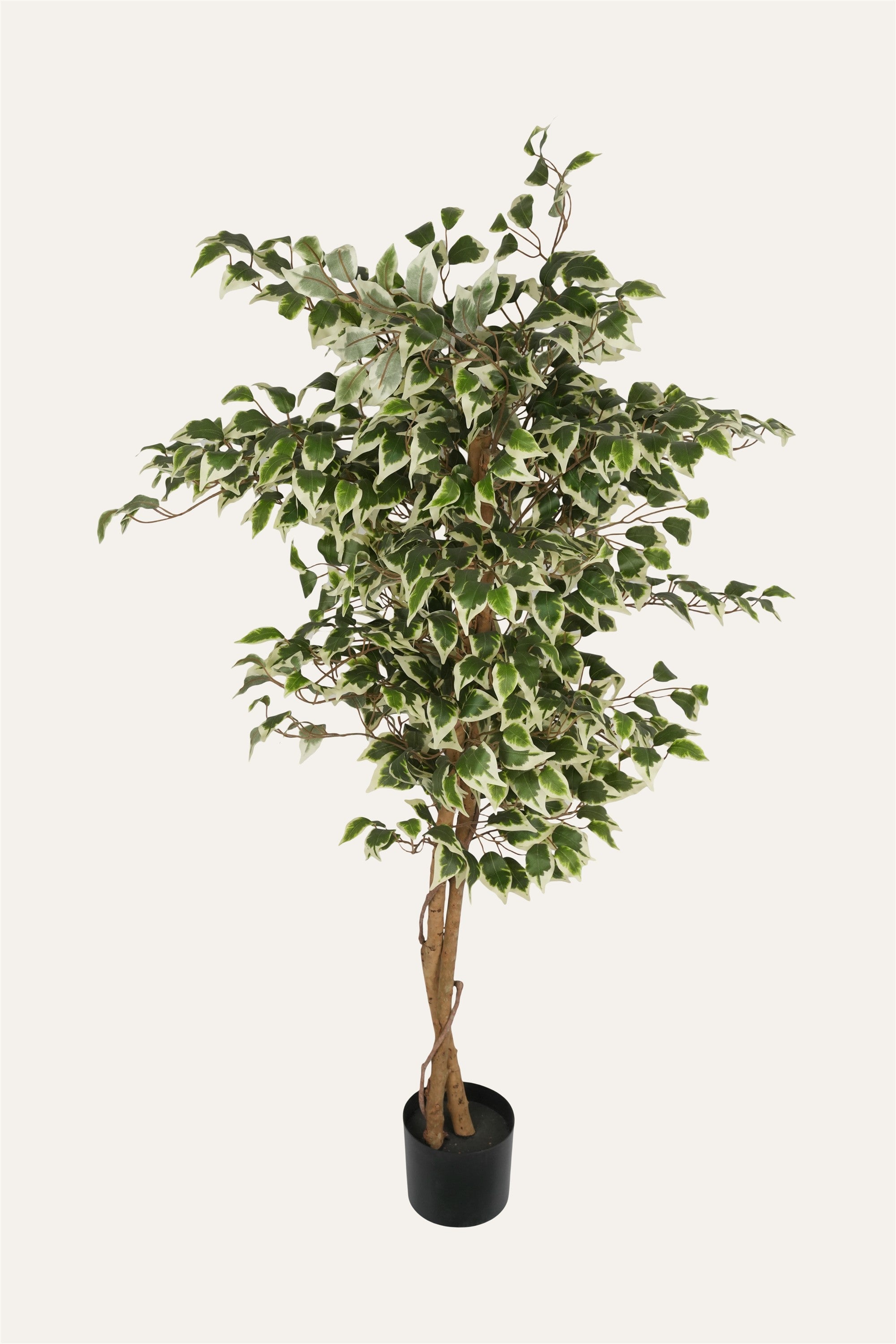 Decorative indoor ficus greenery