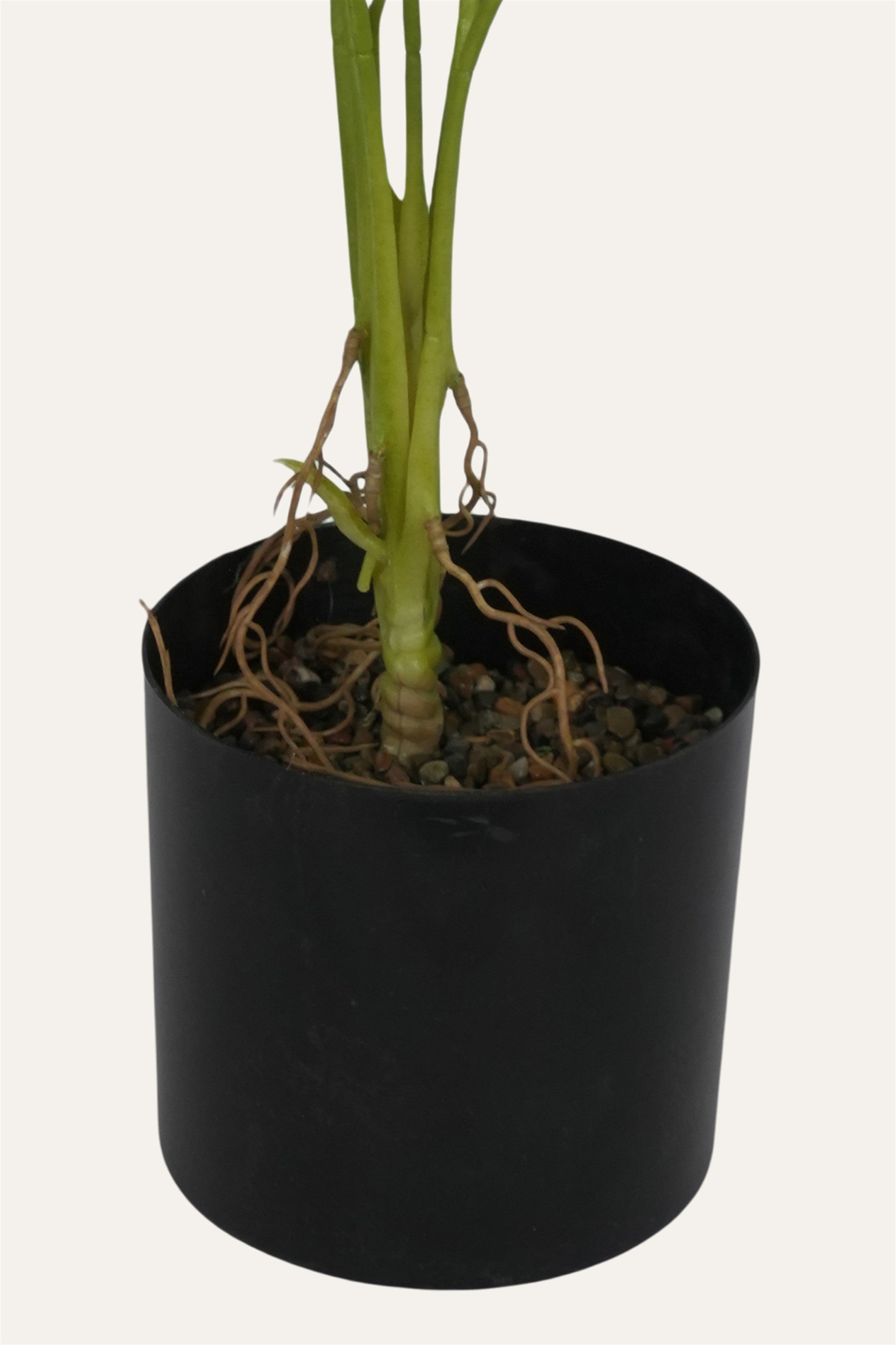 Decorative indoor greenery plant