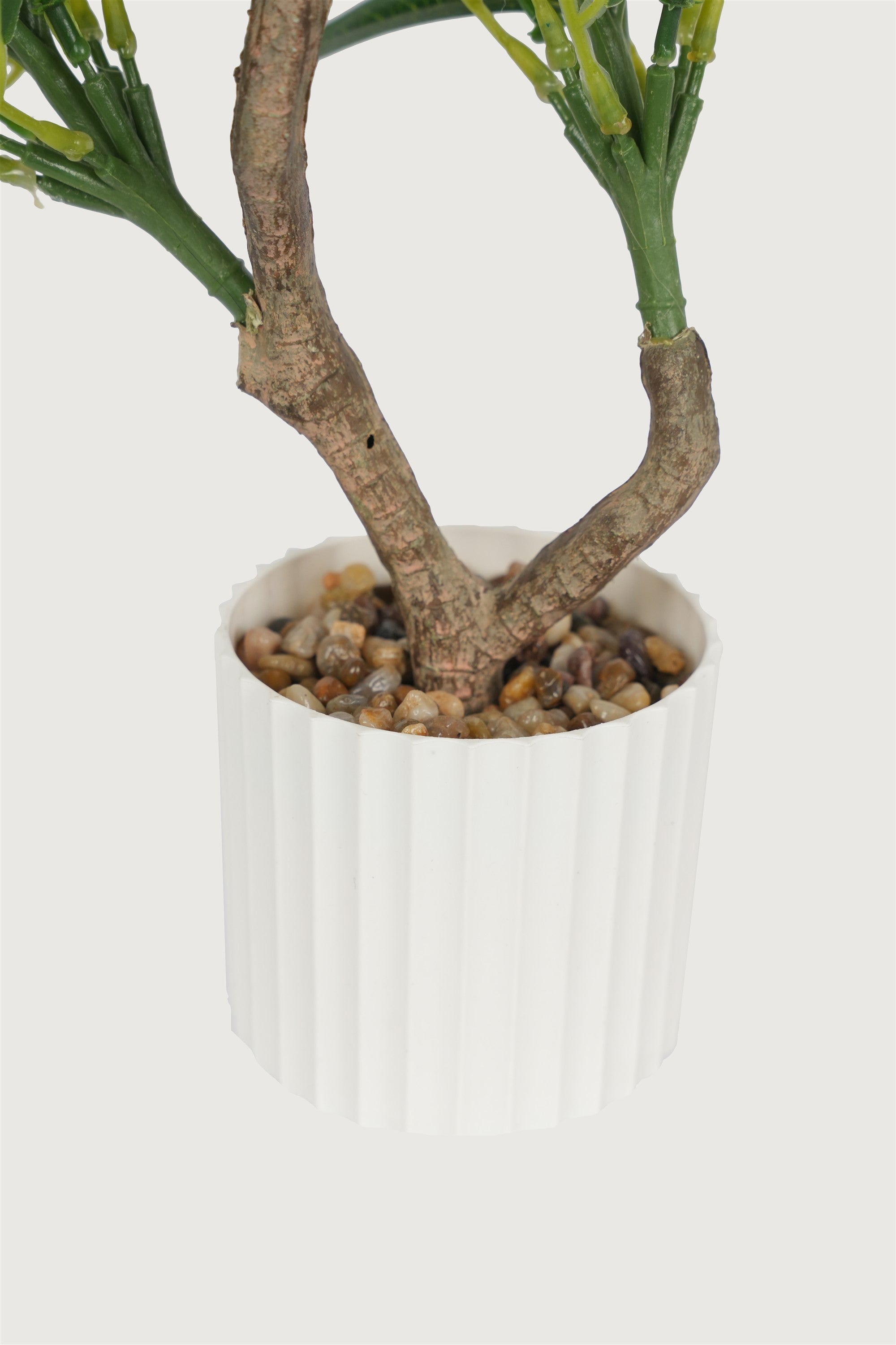Decorative olive plant with berries