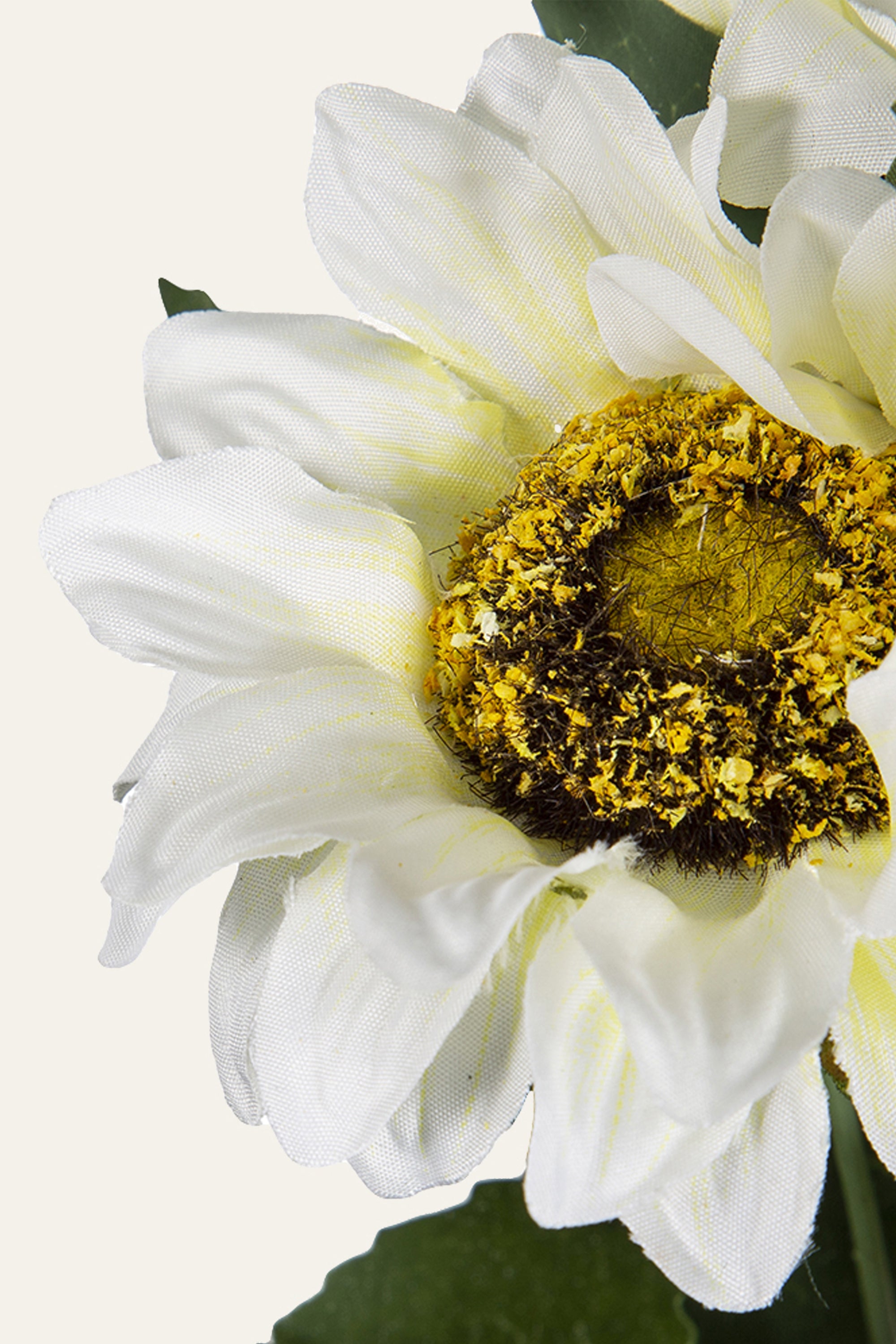 White Sunflower Flower Bunch