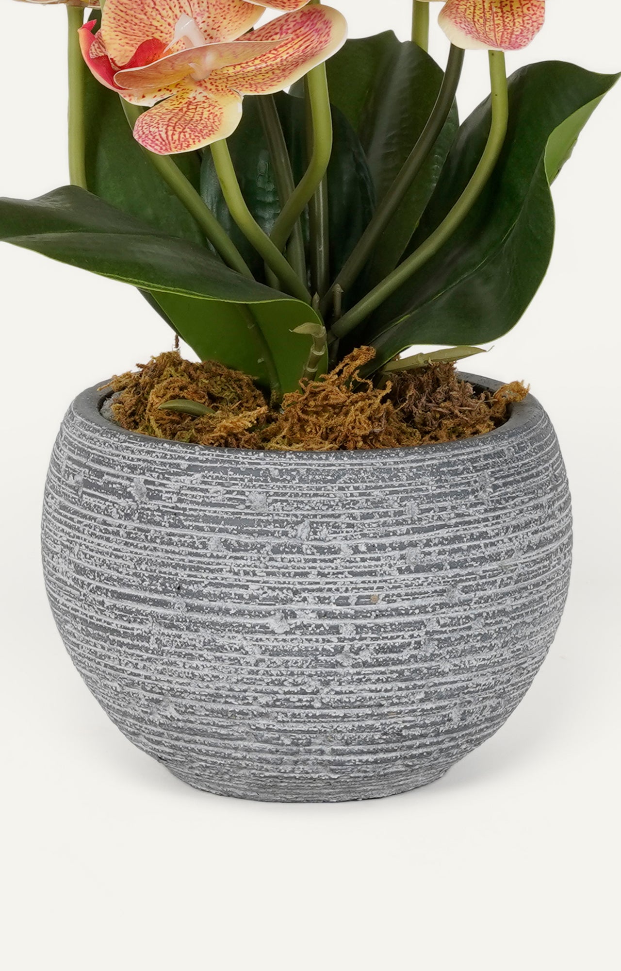 Grey Ceramic Vases with Echeveria Succulents_2