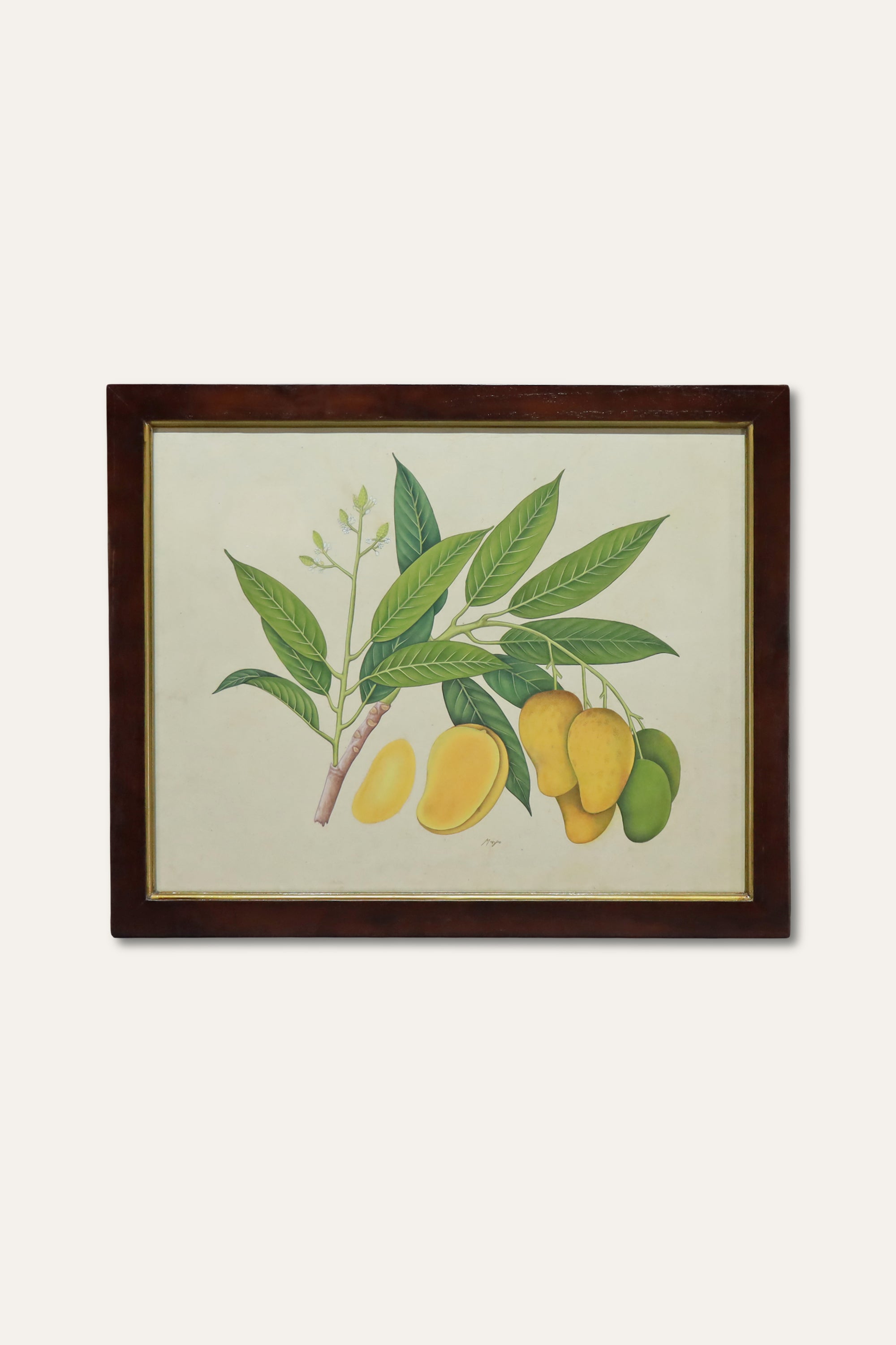 Mango Botanical Illustration for Dining Room & Nature-Inspired Wall Decor