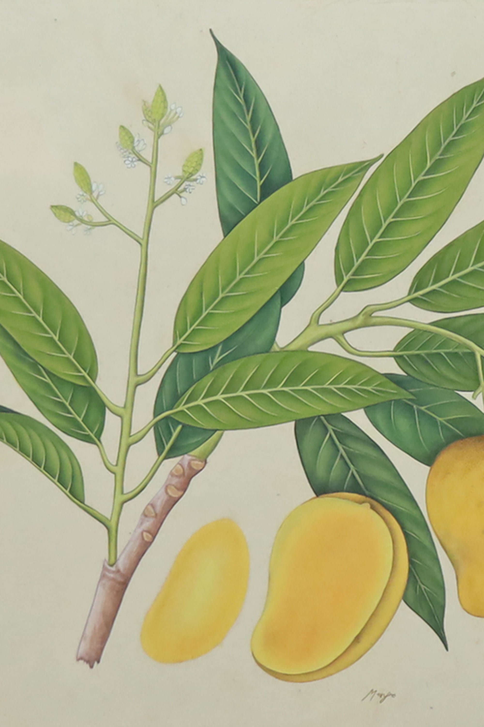 Mango Botanical Illustration for Dining Room & Nature-Inspired Wall Decor