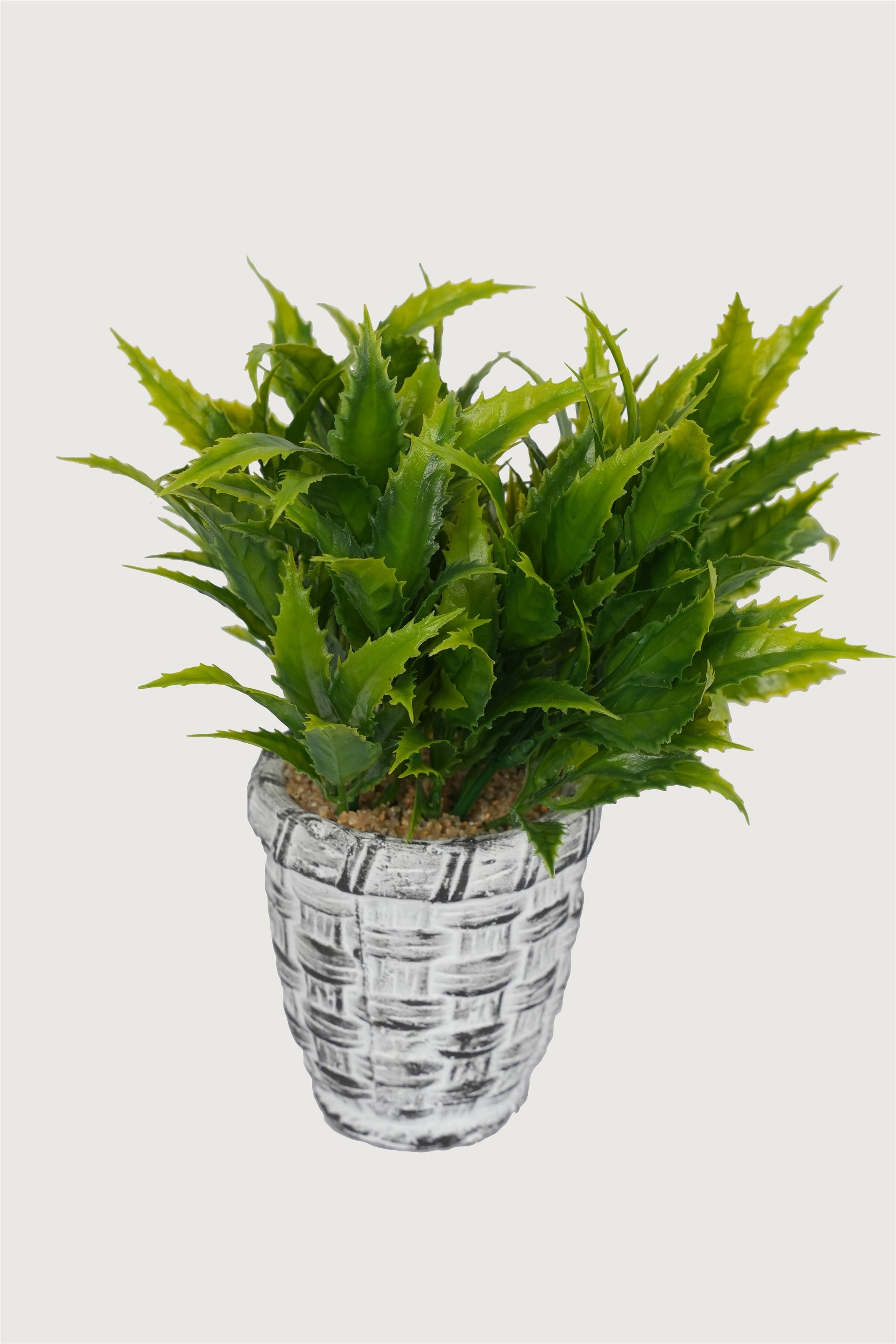 Indoor foliage decorative plant