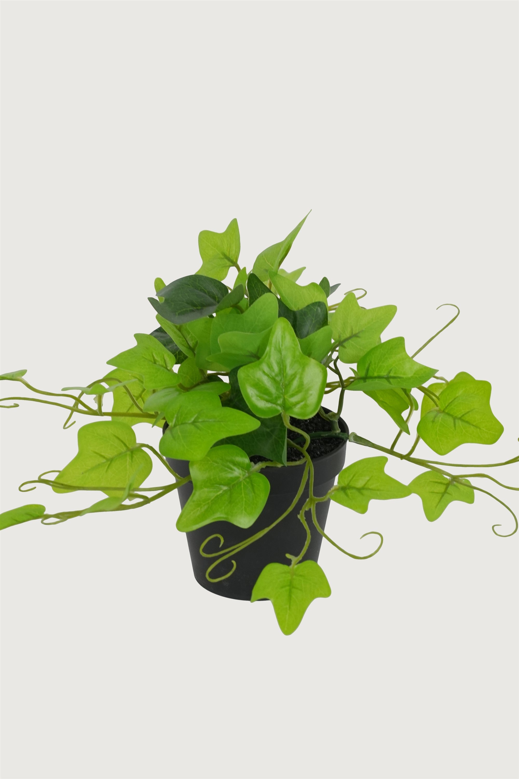 Indoor greenery ivy décor