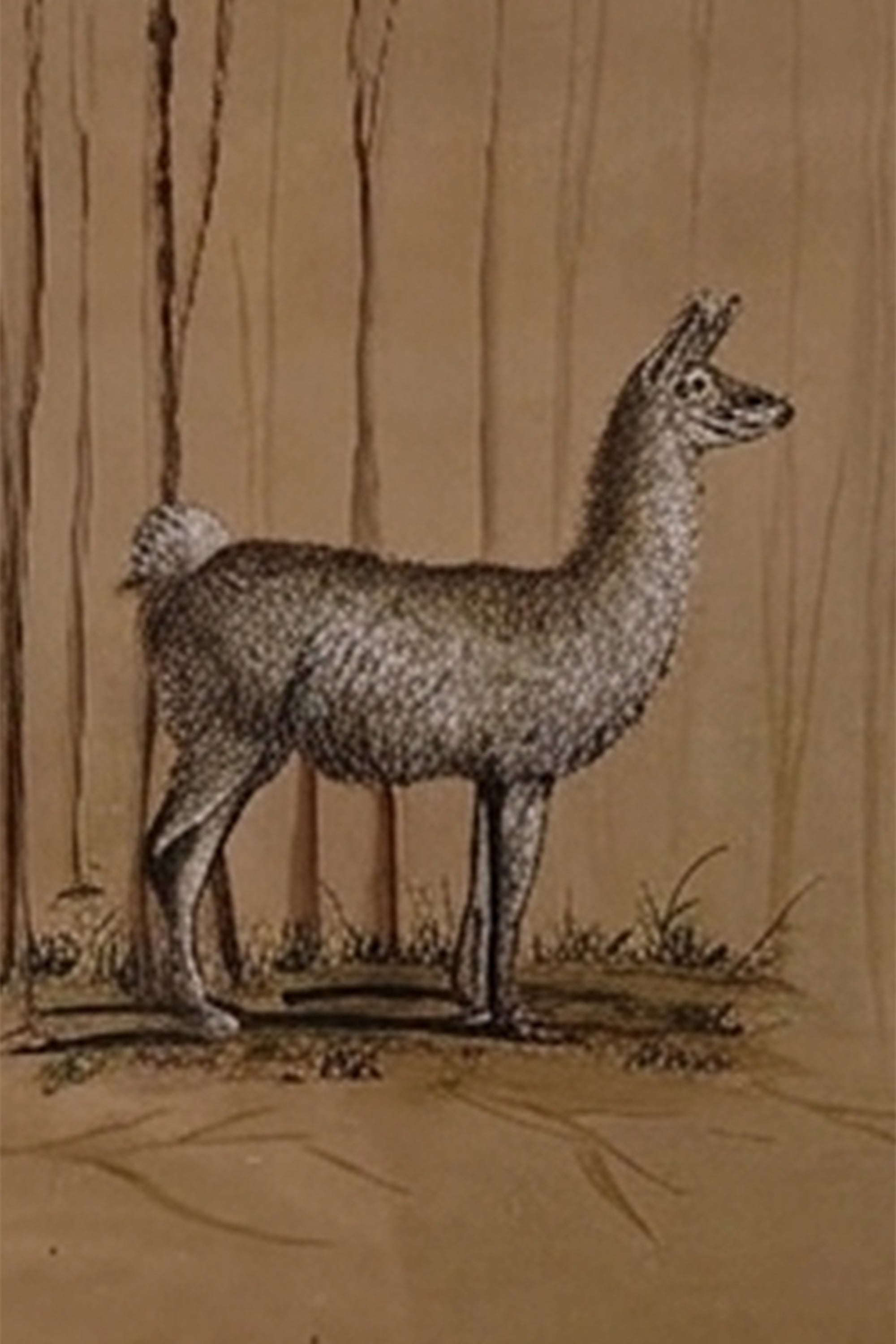 Llama Wall Art