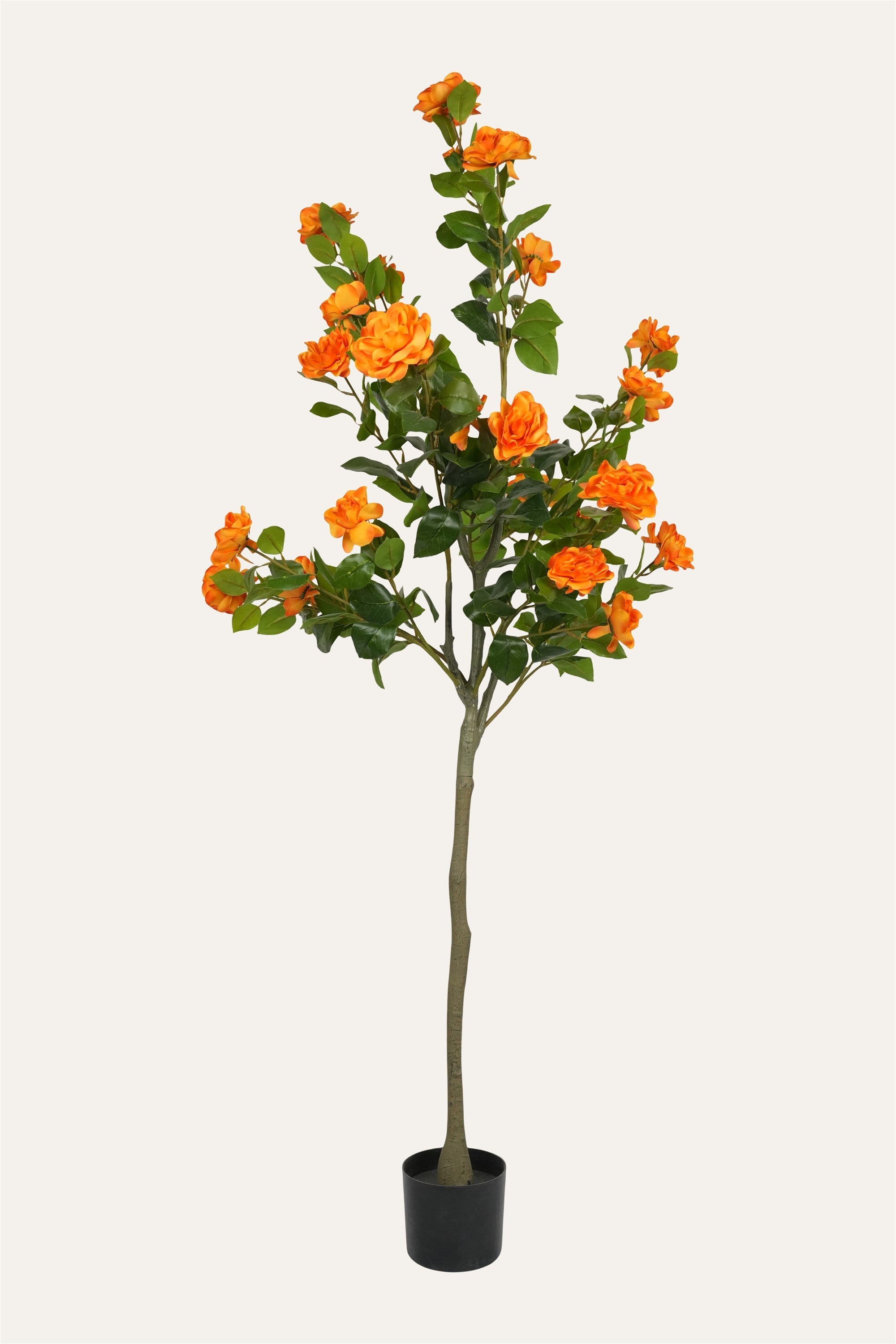 Luxury vibrant orange rose plant