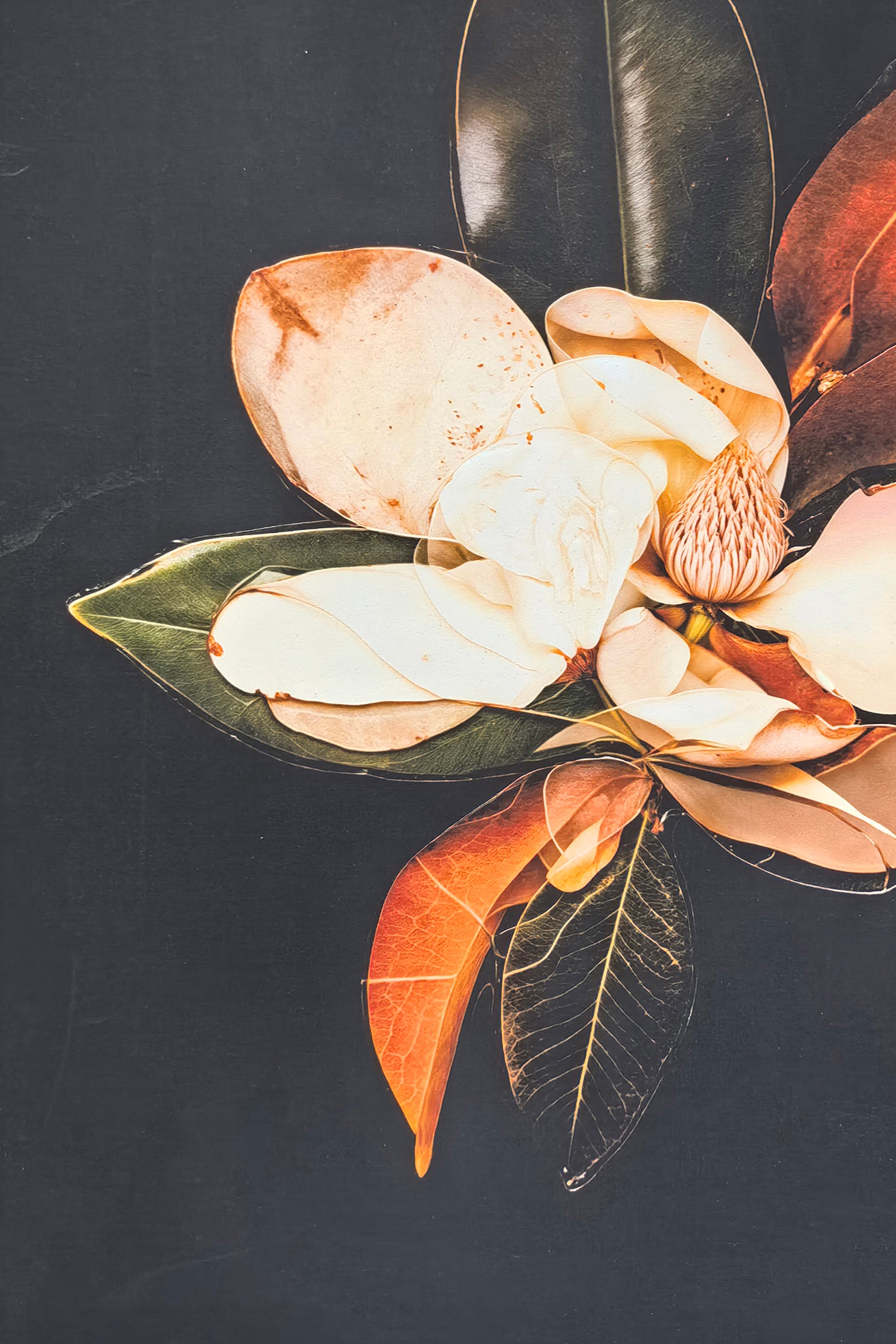 Magnolia flower