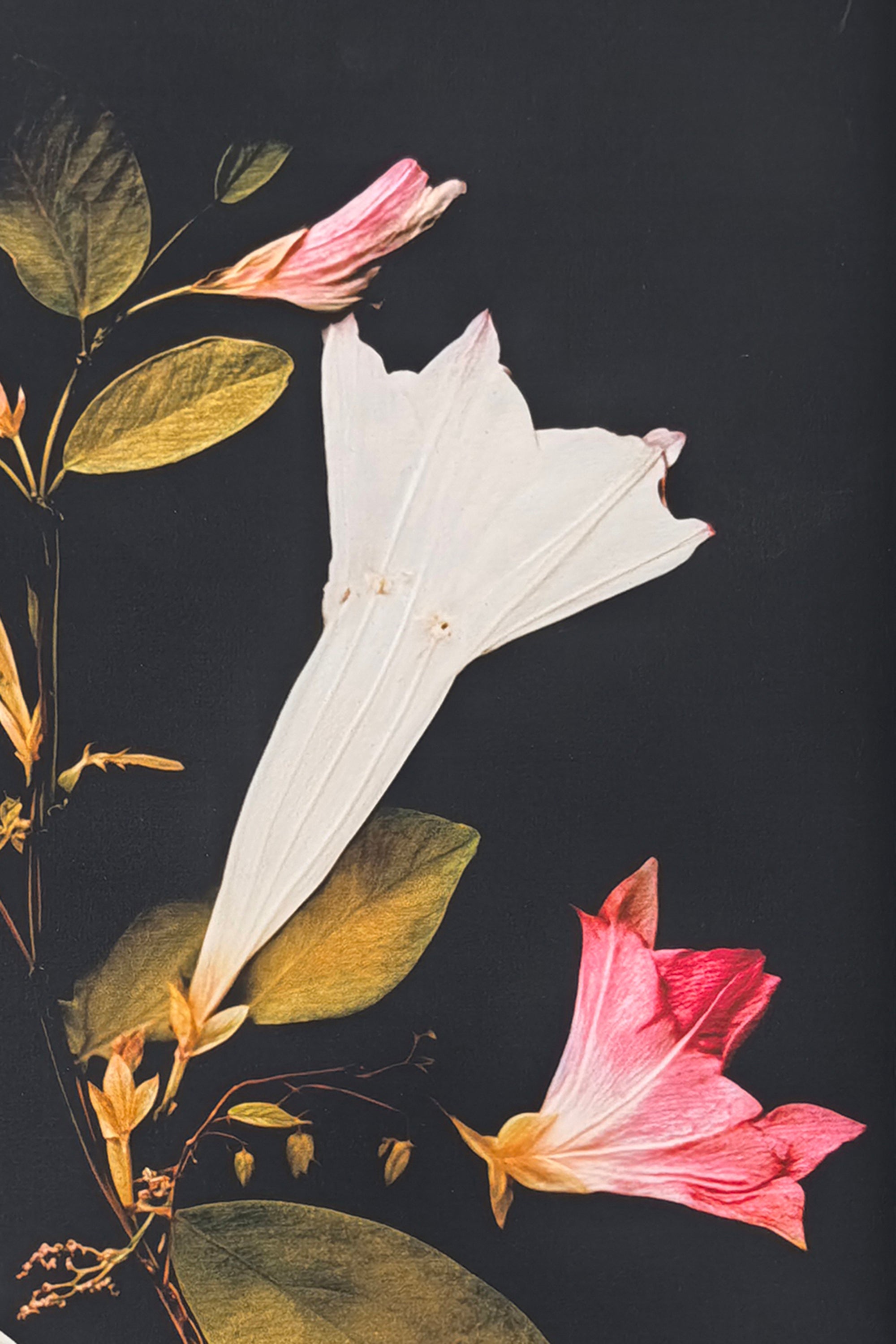 Modern Trumpet Flower Canvas Print