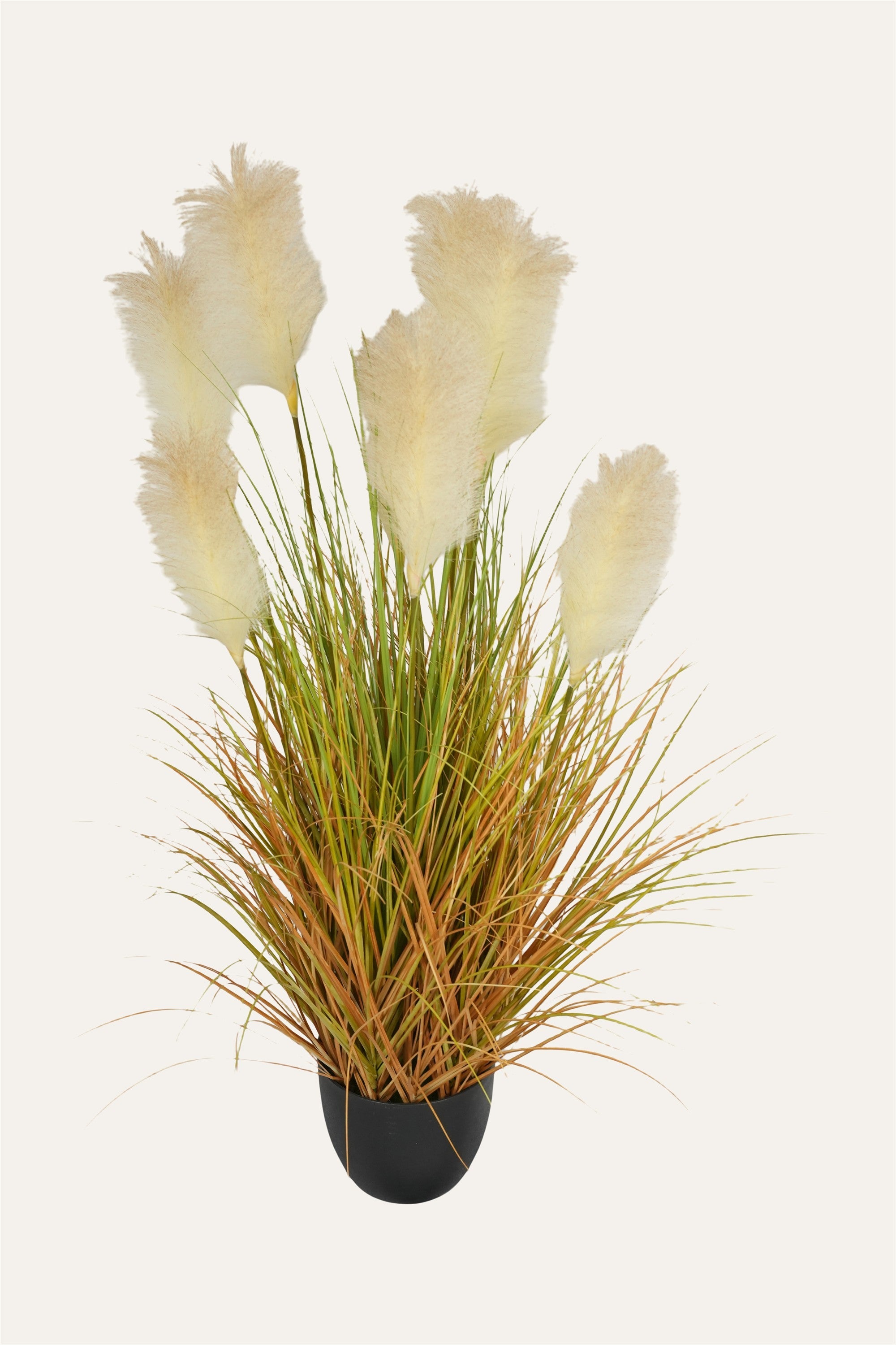 Modern decorative grass plant