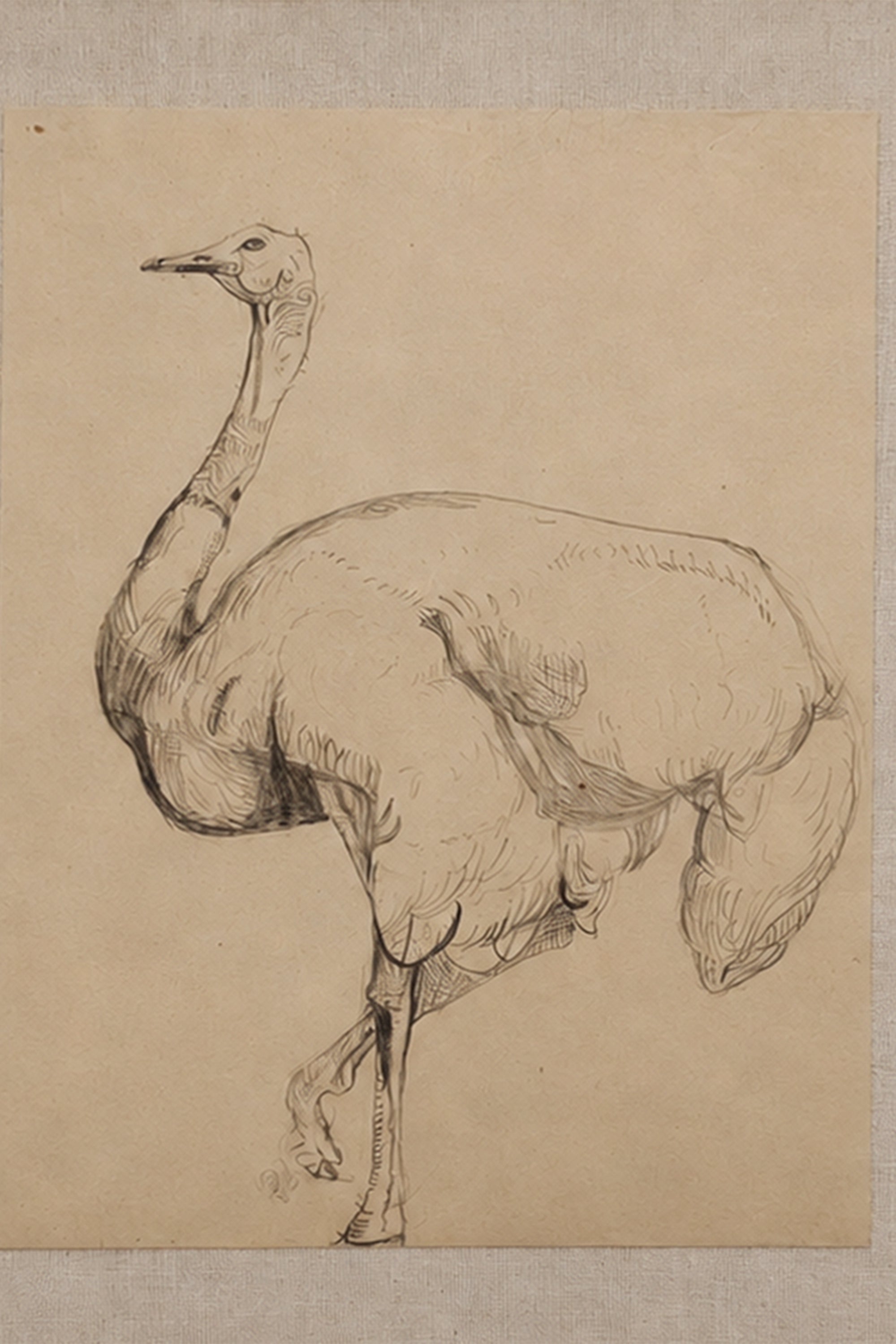 Ostrich Wall Art