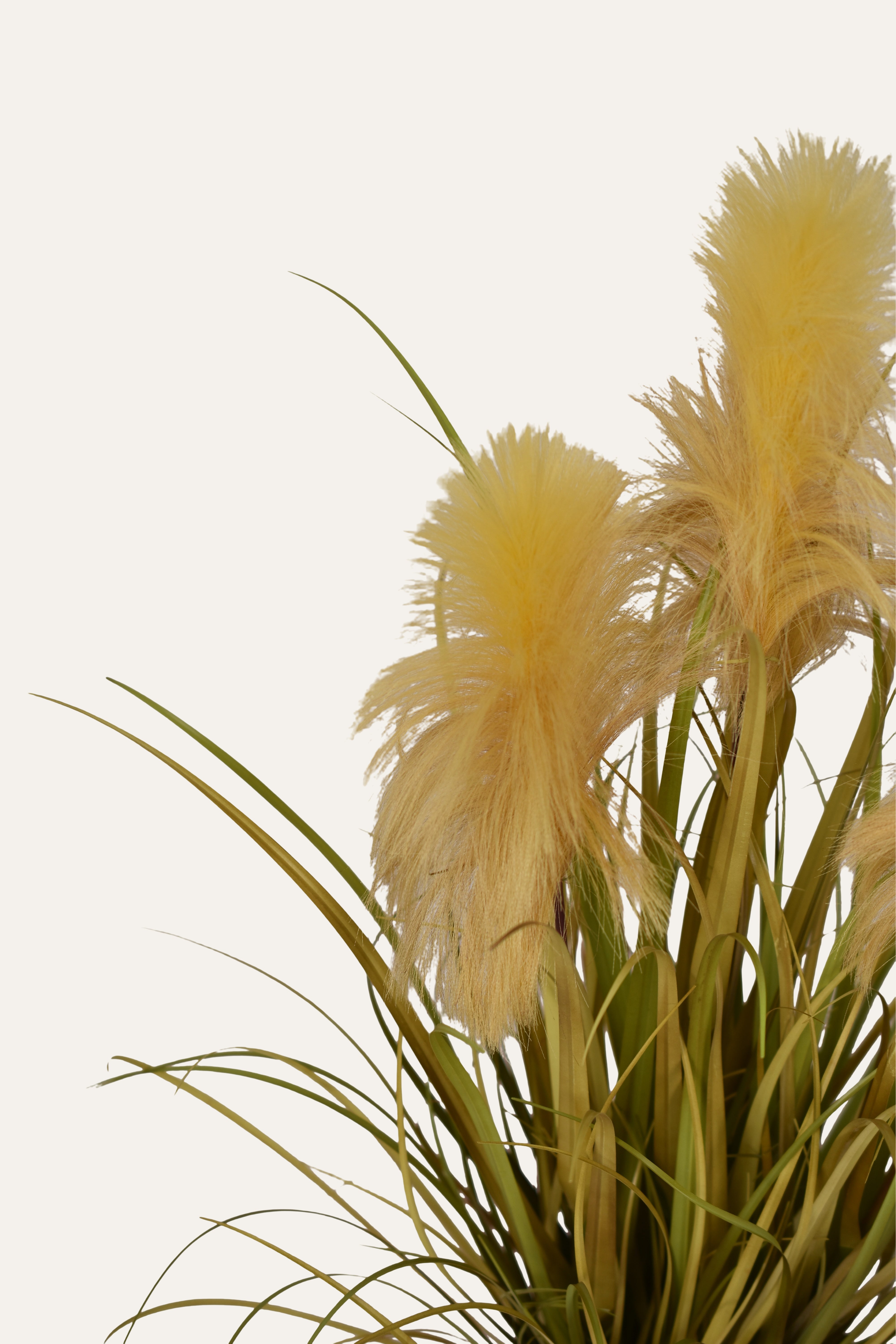 Decorative Plants