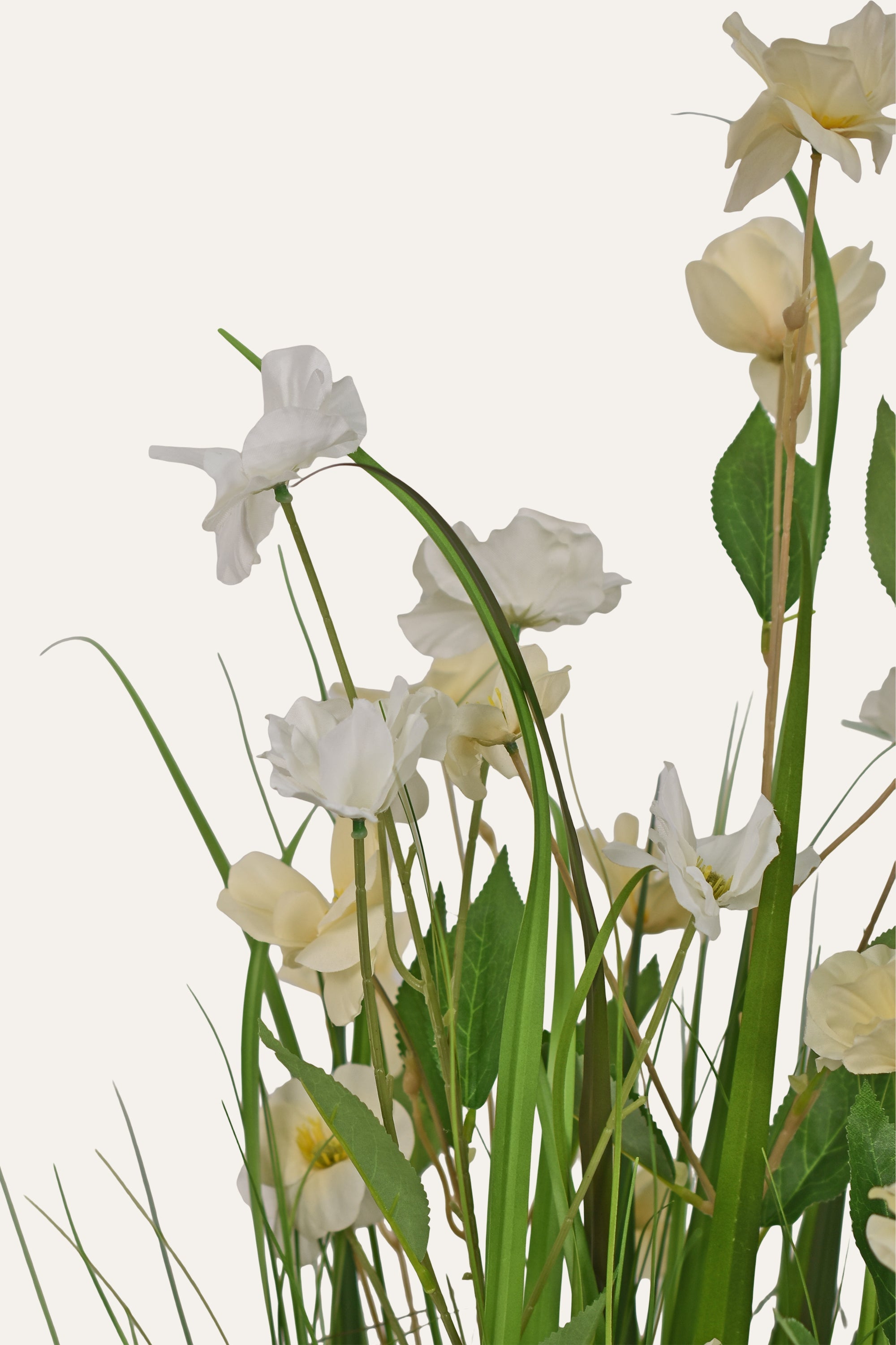 Luminous Daffodil Plant