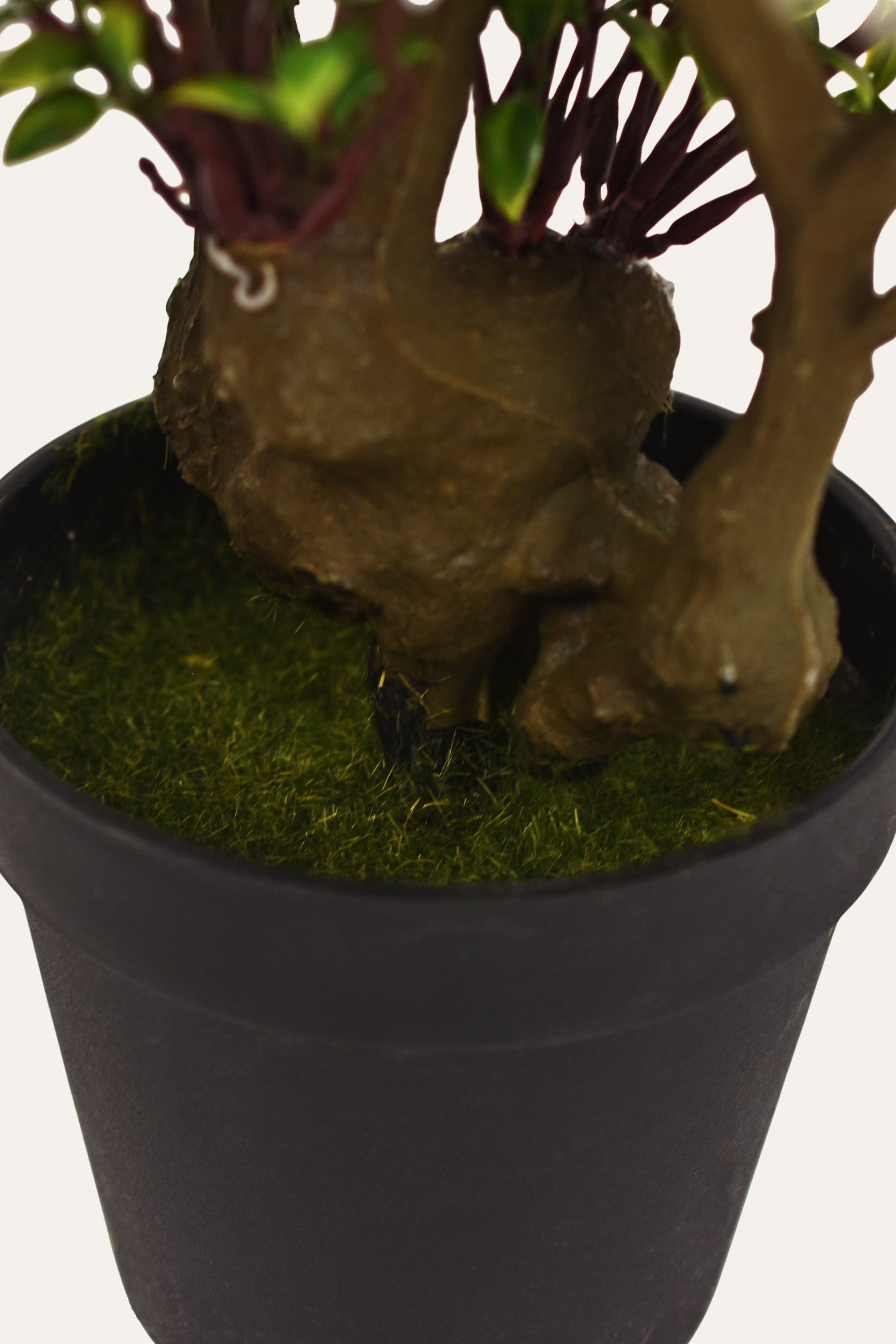 Decorative Flowering Plant