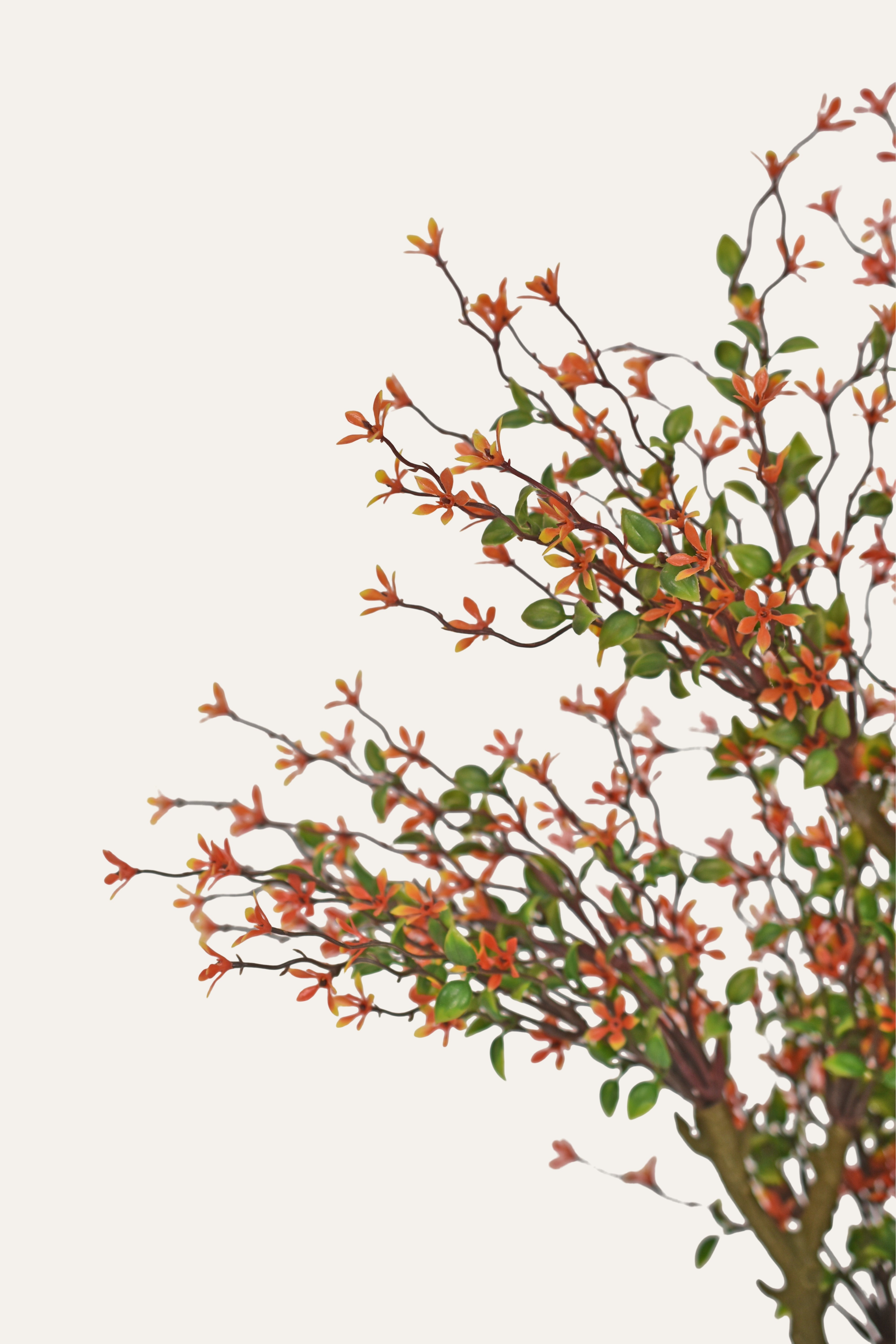 Red Blush Bloom Flowering Plant