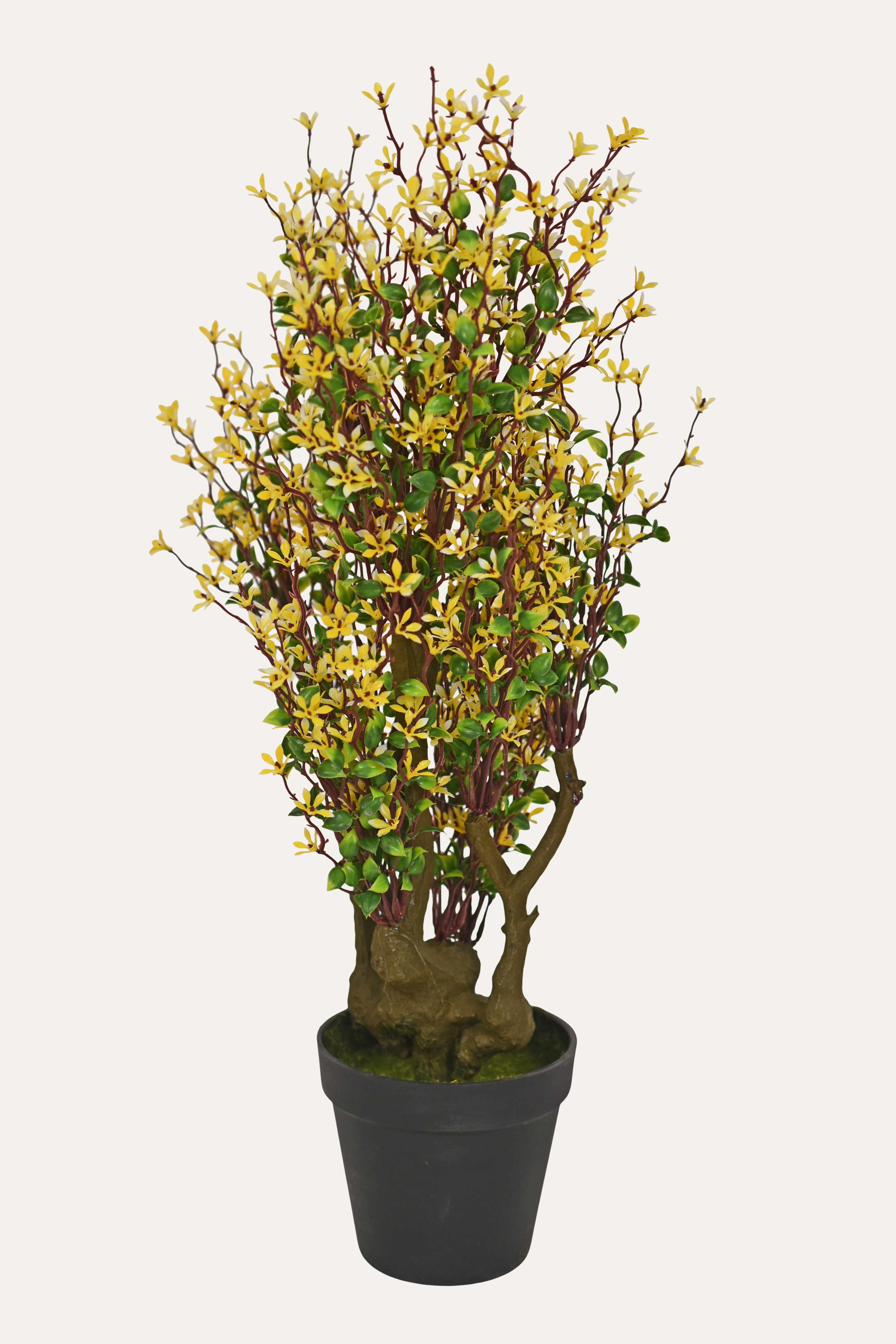 Decorative Flowering Plant