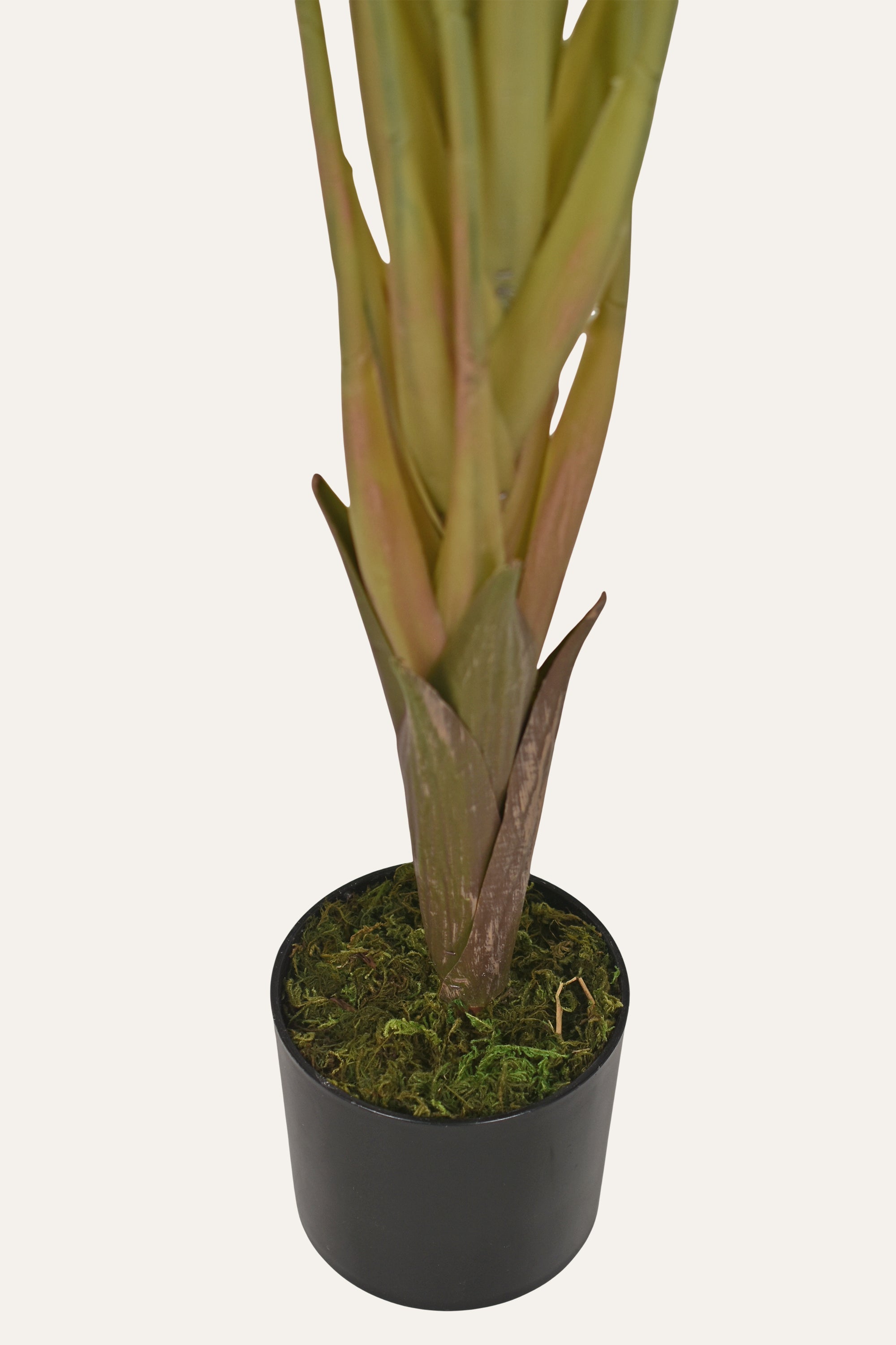 Bird of Paradise Plant